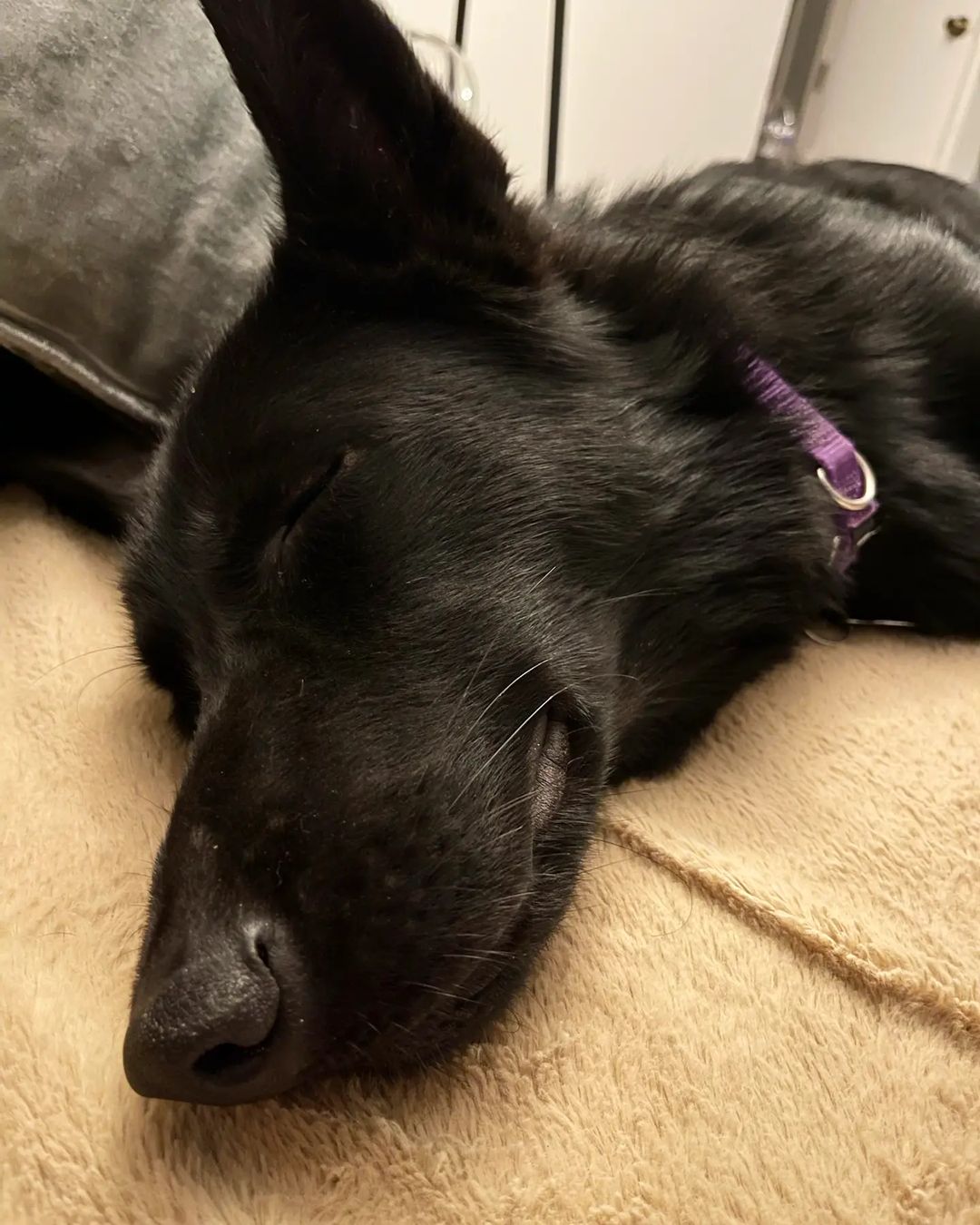 Rainy days = long naps for <a target='_blank' href='https://www.instagram.com/explore/tags/11thHourK9Kitchi/'>#11thHourK9Kitchi</a> 

What do you think Kitchi is dreaming about ? We think he is dreaming about finding a new home of his own ! 

✅ Crate Trained
✅ Potty Trained
✅ Foundational Obedience 
✅ Good Boy

 
If you are interested in adopting Kitchi please visit our website asap and submit an adoption inquiry form. 

〰️❌〰️❌〰️❌〰️❌〰️❌〰️❌〰️❌〰️

                      🐶 11th Hour K9 
                Rescue Rehab Rehome 🐶

Our Mission

11th Hour K9 Rescue Rehab Rehome is a non-profit organization committed to providing dogs in desperate situations with a final chance at a permanent home. We specialize in rehabilitating dogs with challenging behavior issues most shelters and rescues do not have the resources or expertise to manage. For many, we are the last hope.

⚠️IF YOU ARE INTERESTED IN ADOPTING ANY OF OUR DOGS, PLEASE COMPLETE OUR ADOPTION INQUIRY FORM ON OUR WEBSITE 11THHOURK9RESCUE.COM ⚠️

📞 Samantha - (707) 654-9922
📞 Rob - (415) 496-9787
📩 Email - info@11thhourk9rescue.com 
💻 Website - 11thhourk9rescue.com 
--------------------------------------------------------------------