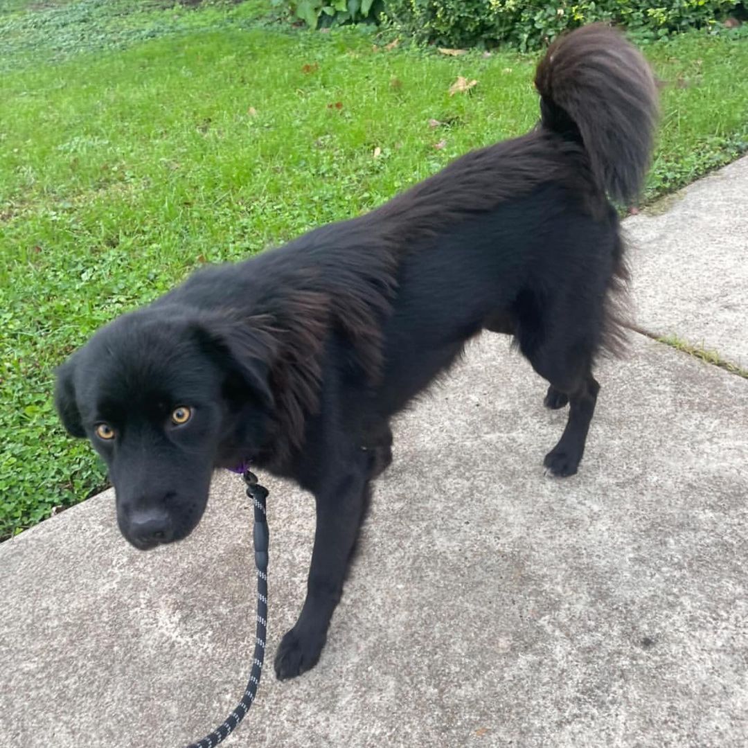 Wow, this boy is a stunner! I don’t know what’s more striking, his golden eyes or that fluffy black fur. Say hello to handsome as heck Hawk! 🖤

Hawk is a very snuggly, loving 3 year old boy who is smaller than he looks at just 37 pounds. He gets along great with other dogs and people and is a little toooo interested in cats so would do best in a feline-free home. He walks well on a leash and loves playtime in the yard or on a hike/walk/run. 🖤

Hawk is a very sweet cuddler and is sure to keep you warm on these cool fall nights. Make him yours today!! 🖤

<a target='_blank' href='https://www.instagram.com/explore/tags/adoptme/'>#adoptme</a> <a target='_blank' href='https://www.instagram.com/explore/tags/handsome/'>#handsome</a> <a target='_blank' href='https://www.instagram.com/explore/tags/stunning/'>#stunning</a> <a target='_blank' href='https://www.instagram.com/explore/tags/rescuedog/'>#rescuedog</a> <a target='_blank' href='https://www.instagram.com/explore/tags/blackdogsrock/'>#blackdogsrock</a> <a target='_blank' href='https://www.instagram.com/explore/tags/dogsofstl/'>#dogsofstl</a> <a target='_blank' href='https://www.instagram.com/explore/tags/dogsofstlouis/'>#dogsofstlouis</a> <a target='_blank' href='https://www.instagram.com/explore/tags/thoseeyes/'>#thoseeyes</a> <a target='_blank' href='https://www.instagram.com/explore/tags/familydog/'>#familydog</a> <a target='_blank' href='https://www.instagram.com/explore/tags/mediumdog/'>#mediumdog</a> <a target='_blank' href='https://www.instagram.com/explore/tags/goodboy/'>#goodboy</a> <a target='_blank' href='https://www.instagram.com/explore/tags/cuddler/'>#cuddler</a> <a target='_blank' href='https://www.instagram.com/explore/tags/fluffy/'>#fluffy</a> <a target='_blank' href='https://www.instagram.com/explore/tags/homefortheholidays/'>#homefortheholidays</a>