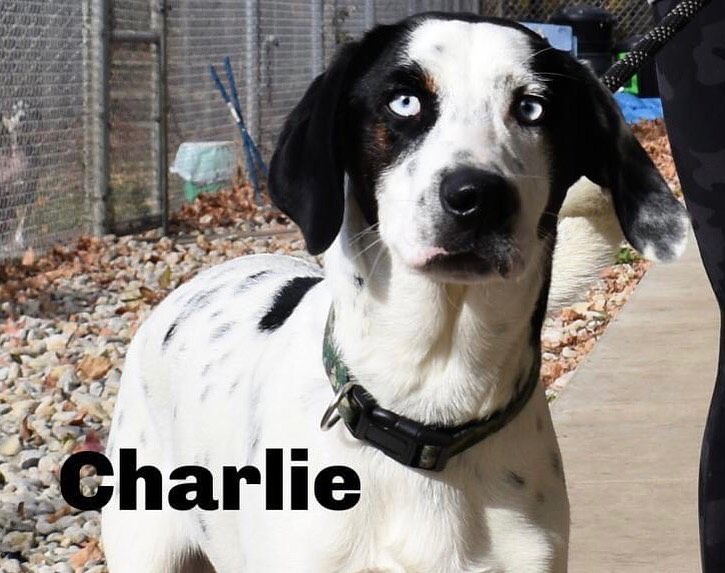 Hiya I'm Charlie! I am a 9 month old neutered male Large Mixed Breed. I am a very loving boy. I love to spend time outside playing with other dogs and my humans. I do great with people of all ages, other pups and even kitties! If interested in me please find me on the website under 