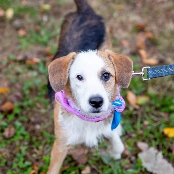 Hi! I'm Bella! 🥰

I love kids, cuddling, and long walks! My cute face is sure to pull at your heartstrings! I might be a little shy when we first meet, but it won't take me long to warm up. Then watch out! I'll cover you with kisses and affection!

I walk well on my leash and if you stop, that means it's time for a snuggle break! I'm told I have a lovely temperament. I don't know what that is but I know with some patience and love I'll blossom into the sweetest of companions!! 

**Applicant Requirements:**
- Only dog in the household
- Recent dog ownership experience
- Fenced yards for households with children 10 and under
- No apartments or condos

PLEASE NOTE: If you are interested in this dog, the first step of the adoption process is to complete an online adoption application. The adoption application is found on our website: www.greenmorerescue.org.
.
.
<a target='_blank' href='https://www.instagram.com/explore/tags/adoptme/'>#adoptme</a> <a target='_blank' href='https://www.instagram.com/explore/tags/dogstagram/'>#dogstagram</a> <a target='_blank' href='https://www.instagram.com/explore/tags/dogrescue/'>#dogrescue</a>