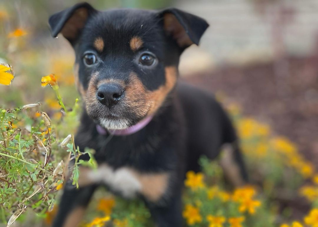 These puppies are all in search of their forever homes! If you’d like to meet any of our available puppies please complete an application and we will get you an appointment to smell some puppy breath! 

www.fostersandpaws.org/adopt

<a target='_blank' href='https://www.instagram.com/explore/tags/petadoption/'>#petadoption</a> <a target='_blank' href='https://www.instagram.com/explore/tags/adoptdontshop/'>#adoptdontshop</a> <a target='_blank' href='https://www.instagram.com/explore/tags/dogsofinstagram/'>#dogsofinstagram</a> <a target='_blank' href='https://www.instagram.com/explore/tags/adoption/'>#adoption</a> <a target='_blank' href='https://www.instagram.com/explore/tags/rescuedog/'>#rescuedog</a> <a target='_blank' href='https://www.instagram.com/explore/tags/dogrescue/'>#dogrescue</a> <a target='_blank' href='https://www.instagram.com/explore/tags/petsofinstagram/'>#petsofinstagram</a> <a target='_blank' href='https://www.instagram.com/explore/tags/dogs/'>#dogs</a> <a target='_blank' href='https://www.instagram.com/explore/tags/dog/'>#dog</a> <a target='_blank' href='https://www.instagram.com/explore/tags/adopt/'>#adopt</a> <a target='_blank' href='https://www.instagram.com/explore/tags/adoptables/'>#adoptables</a> <a target='_blank' href='https://www.instagram.com/explore/tags/adoptapet/'>#adoptapet</a> <a target='_blank' href='https://www.instagram.com/explore/tags/pet/'>#pet</a> <a target='_blank' href='https://www.instagram.com/explore/tags/petadoptions/'>#petadoptions</a>  <a target='_blank' href='https://www.instagram.com/explore/tags/rescue/'>#rescue</a> <a target='_blank' href='https://www.instagram.com/explore/tags/rescuedogsarethebestdogs/'>#rescuedogsarethebestdogs</a> <a target='_blank' href='https://www.instagram.com/explore/tags/rescuedogsarebest/'>#rescuedogsarebest</a> <a target='_blank' href='https://www.instagram.com/explore/tags/dogrescuesacramento/'>#dogrescuesacramento</a> <a target='_blank' href='https://www.instagram.com/explore/tags/rescueddogsarethegreatest/'>#rescueddogsarethegreatest</a> <a target='_blank' href='https://www.instagram.com/explore/tags/animalrescue/'>#animalrescue</a> <a target='_blank' href='https://www.instagram.com/explore/tags/rescueme/'>#rescueme</a> <a target='_blank' href='https://www.instagram.com/explore/tags/adoptadoggie/'>#adoptadoggie</a> <a target='_blank' href='https://www.instagram.com/explore/tags/petlovers/'>#petlovers</a> <a target='_blank' href='https://www.instagram.com/explore/tags/pets/'>#pets</a> <a target='_blank' href='https://www.instagram.com/explore/tags/animals/'>#animals</a> <a target='_blank' href='https://www.instagram.com/explore/tags/love/'>#love</a> <a target='_blank' href='https://www.instagram.com/explore/tags/fostersandpaws/'>#fostersandpaws</a> <a target='_blank' href='https://www.instagram.com/explore/tags/fosterssavelives/'>#fosterssavelives</a> <a target='_blank' href='https://www.instagram.com/explore/tags/sactowndogs/'>#sactowndogs</a>