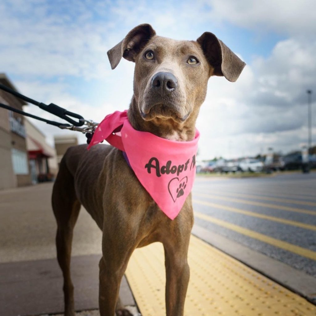 Adoptable Serviceberry is here to remind you that the OPH Online Auction ends tomorrow!!! You still have time to bid on hundreds of amazing items. Swipe to see a small sample of what’s available. And remember, all of the proceeds go to save <a target='_blank' href='https://www.instagram.com/explore/tags/rescuedogs/'>#rescuedogs</a> and <a target='_blank' href='https://www.instagram.com/explore/tags/rescuecats/'>#rescuecats</a> ❤️

Check the link in our bio for info about the Online Auction!

<a target='_blank' href='https://www.instagram.com/explore/tags/adoptabledog/'>#adoptabledog</a> <a target='_blank' href='https://www.instagram.com/explore/tags/adoptdontshop/'>#adoptdontshop</a> <a target='_blank' href='https://www.instagram.com/explore/tags/opttoadopt/'>#opttoadopt</a> <a target='_blank' href='https://www.instagram.com/explore/tags/ophrescue/'>#ophrescue</a> <a target='_blank' href='https://www.instagram.com/explore/tags/savedogs/'>#savedogs</a> <a target='_blank' href='https://www.instagram.com/explore/tags/dogrescue/'>#dogrescue</a> <a target='_blank' href='https://www.instagram.com/explore/tags/rescuedogs/'>#rescuedogs</a> <a target='_blank' href='https://www.instagram.com/explore/tags/mustlovedogs/'>#mustlovedogs</a> <a target='_blank' href='https://www.instagram.com/explore/tags/rescuedismyfavoritebreed/'>#rescuedismyfavoritebreed</a> <a target='_blank' href='https://www.instagram.com/explore/tags/rescuedogsofinstagram/'>#rescuedogsofinstagram</a>