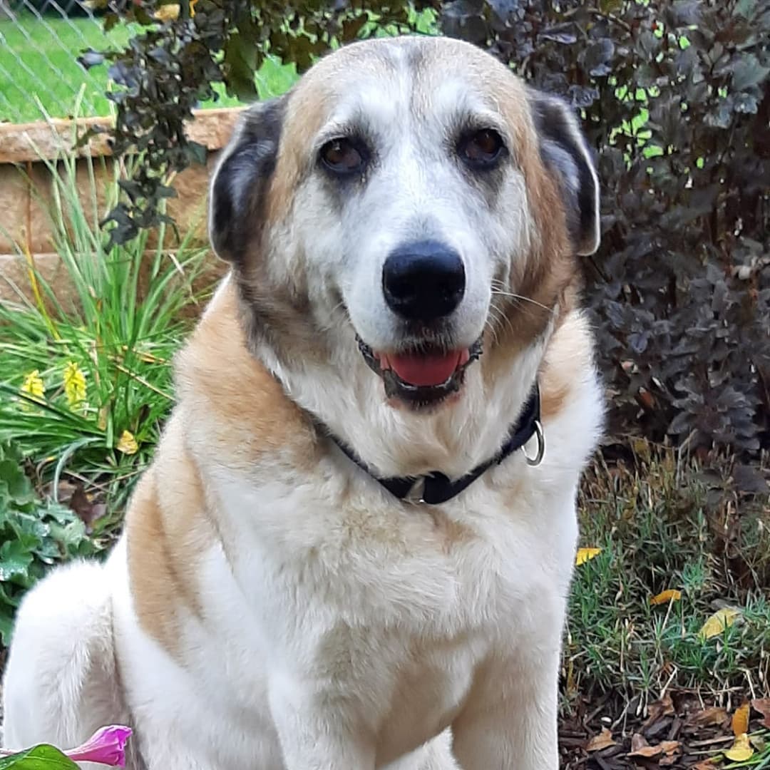 There's just something special about senior pets! ☺️💞 
.
Not only do we love their grey faces and gentle smiles, but we find our senior pets are always extra grateful to have homes to call their own!
.
🥰 Did you know that November is <a target='_blank' href='https://www.instagram.com/explore/tags/AdoptASeniorPetMonth/'>#AdoptASeniorPetMonth</a> ? When adding a furry friend to your family, consider adopting a senior! Often already trained, wise, and lower-energy--senior animals make excellent companions. PLUS HSWM's 