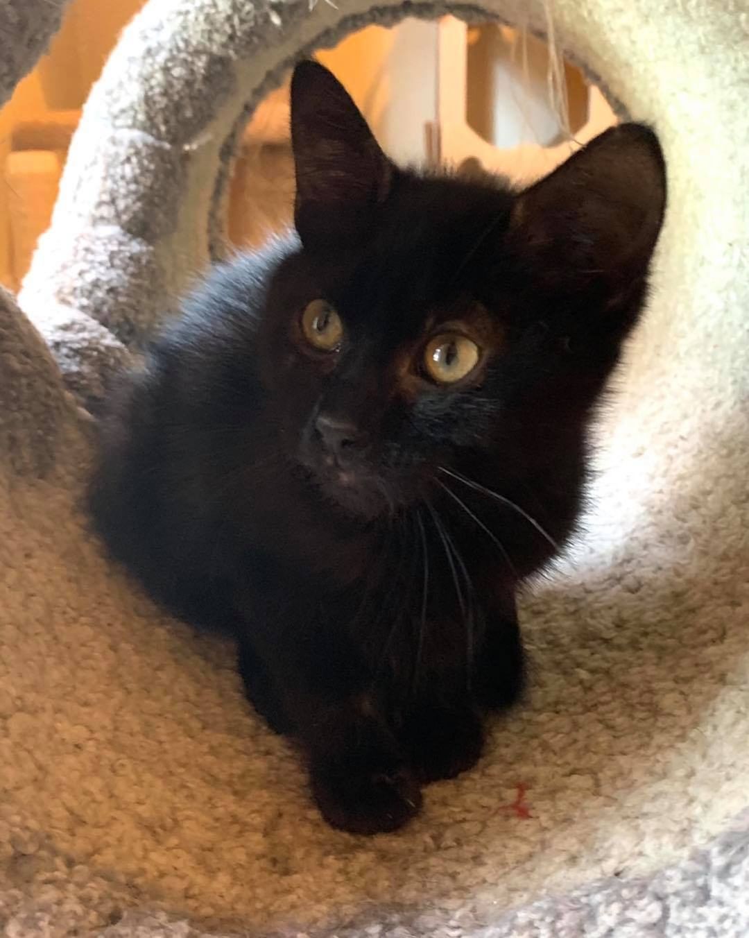 Our eighth black kitty for November is Turtle! He was pulled from a kill shelter with his mom and siblings and taken into foster care. He is a super loving boy who wants to do nothing but snuggle with his foster mom 😻 The pictures don’t do justice to how fuzzy he is! He is good with cats and dogs. Turtle is 3 months old, up to date on vaccines and FIV/FELV negative. To put in an application click on the link below.

https://www.sbanimalrescue.org/adopt