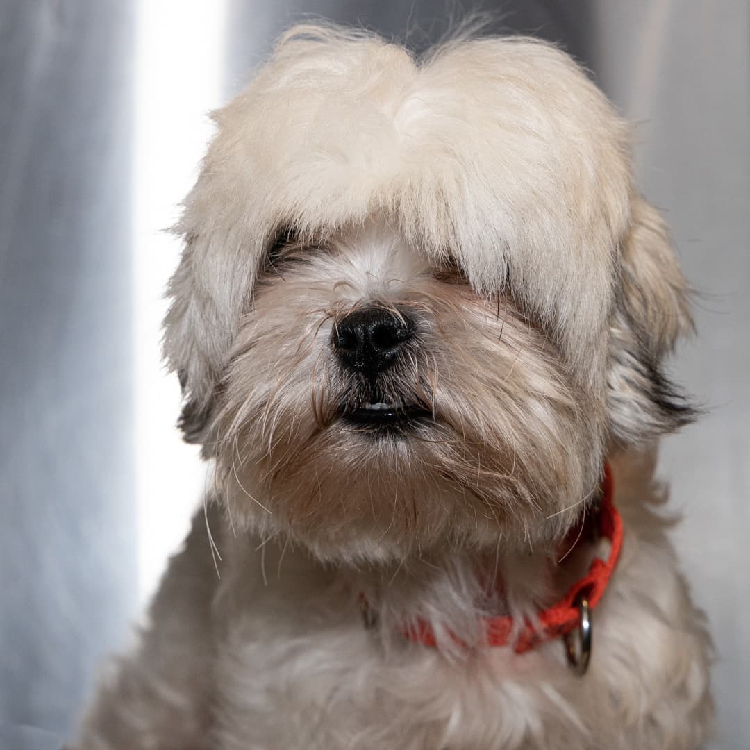 Meet Winter, a 2-year-old female Shih Tzu/mix who ended up at AWSOM through no fault of her own. If we find this sweet girl a loving home before the winter soltice we will change her name to Autumn. 
______________________________________
<a target='_blank' href='https://www.instagram.com/explore/tags/shihtzusofinstagram/'>#shihtzusofinstagram</a> <a target='_blank' href='https://www.instagram.com/explore/tags/shihtzulover/'>#shihtzulover</a>  <a target='_blank' href='https://www.instagram.com/explore/tags/adoptbeforewinter/'>#adoptbeforewinter</a>  <a target='_blank' href='https://www.instagram.com/explore/tags/sweetgirl/'>#sweetgirl</a>