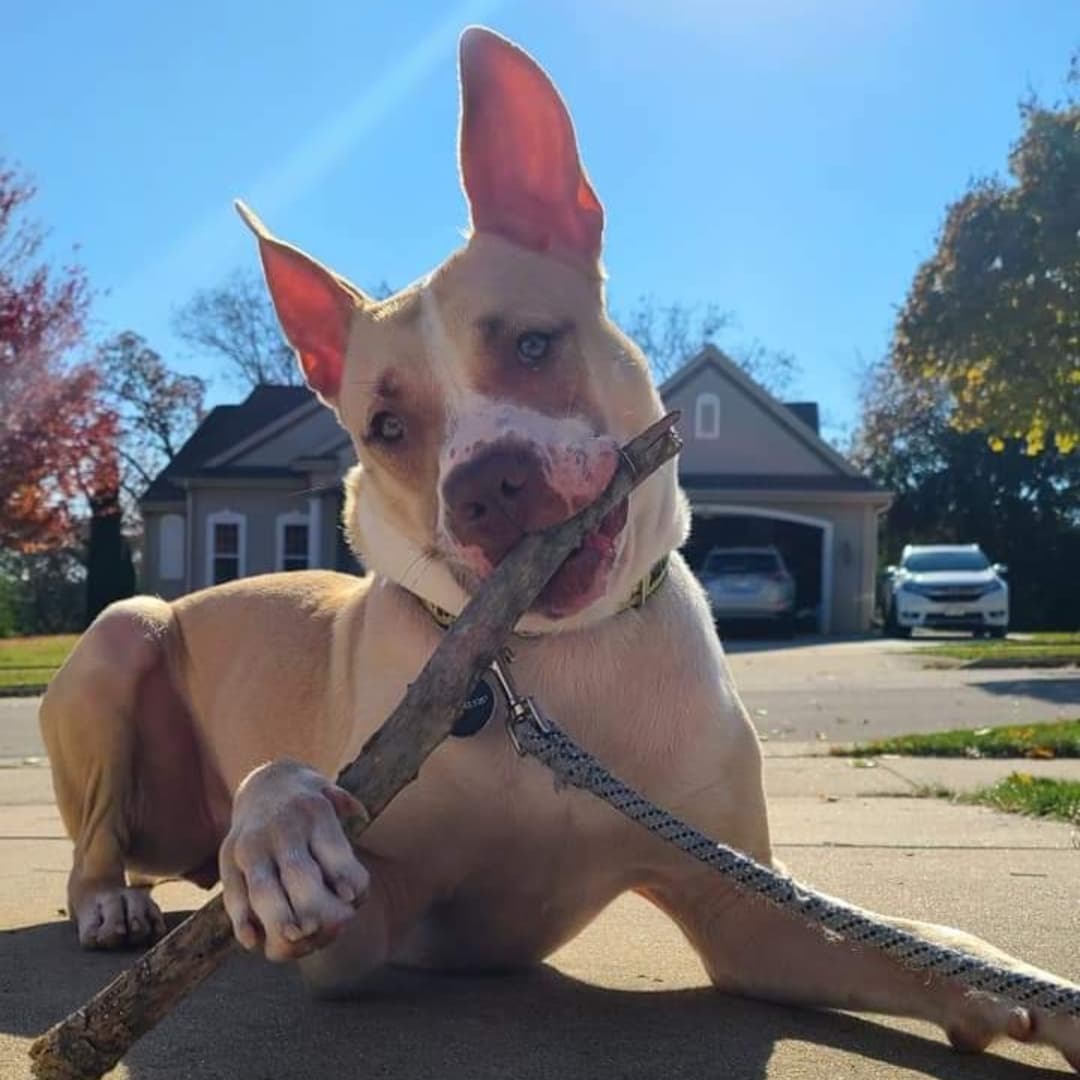 OMGEEEEEEEE! 😍

Meet Willow - an 1.5 year old, female, Boxer mix. She is a fit 48 pound beauty with medium-high energy that loves to go for walks, play with toys, and snuggle on the couch when she is tired. So far, Willow gets along with all humans big and small, dogs, and even the cats she lives with.  She is quiet in her crate overnight and when her foster family is away.  Willow is a smart pup that is very food motivated! She is working hard on mastering some basic commands like sit, come, and lay down.  Willow enjoys learning, puzzles, riding in the car, playing with toys, and is up for any adventure! And if you need a friend to talk to - Willow is all ears!

<a target='_blank' href='https://www.instagram.com/explore/tags/adoptdontshop/'>#adoptdontshop</a>
<a target='_blank' href='https://www.instagram.com/explore/tags/luckymuttswi/'>#luckymuttswi</a>
<a target='_blank' href='https://www.instagram.com/explore/tags/rescuedogsmke/'>#rescuedogsmke</a>
<a target='_blank' href='https://www.instagram.com/explore/tags/doglovers/'>#doglovers</a>
<a target='_blank' href='https://www.instagram.com/explore/tags/rescuedogsofinstagram/'>#rescuedogsofinstagram</a>
<a target='_blank' href='https://www.instagram.com/explore/tags/sweetpup/'>#sweetpup</a>
<a target='_blank' href='https://www.instagram.com/explore/tags/mke/'>#mke</a>
<a target='_blank' href='https://www.instagram.com/explore/tags/mkepup/'>#mkepup</a>
<a target='_blank' href='https://www.instagram.com/explore/tags/wisconsinrescue/'>#wisconsinrescue</a>
<a target='_blank' href='https://www.instagram.com/explore/tags/lovedogs/'>#lovedogs</a>
<a target='_blank' href='https://www.instagram.com/explore/tags/rescue/'>#rescue</a>
<a target='_blank' href='https://www.instagram.com/explore/tags/foster/'>#foster</a>
<a target='_blank' href='https://www.instagram.com/explore/tags/adopt/'>#adopt</a>
<a target='_blank' href='https://www.instagram.com/explore/tags/dogsofinstagram/'>#dogsofinstagram</a>
<a target='_blank' href='https://www.instagram.com/explore/tags/dogrescue/'>#dogrescue</a>
<a target='_blank' href='https://www.instagram.com/explore/tags/beauty/'>#beauty</a>
<a target='_blank' href='https://www.instagram.com/explore/tags/allears/'>#allears</a>
<a target='_blank' href='https://www.instagram.com/explore/tags/family/'>#family</a>
<a target='_blank' href='https://www.instagram.com/explore/tags/bff/'>#bff</a>