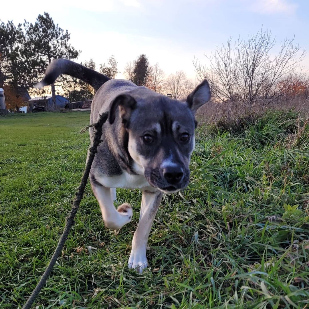 Shadow jumping into the new week!