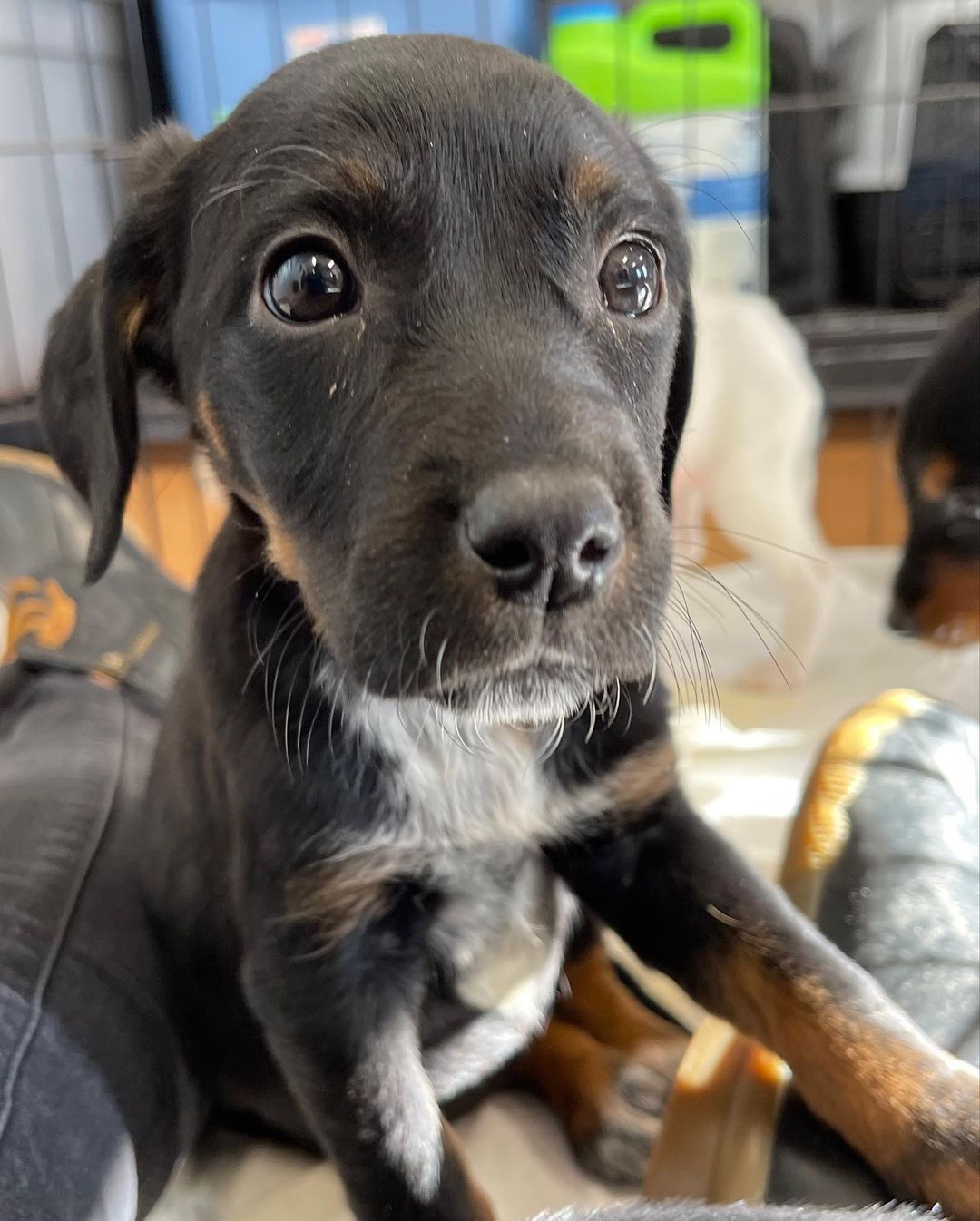 The sun setting an hour earlier - negative. ☀️ A new litter of puppies - huge positive!!!! 🐾 We just got in TEN 8 week old heeler/hound puppies. We believe they’ll be medium sized dogs. If you’re interested please submit an application and reference the “heeler/hound” litter. **please note we will not being reviewing applications until midweek**