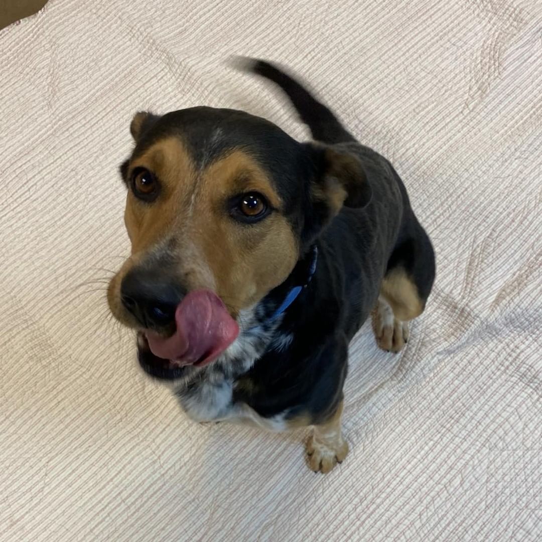 Happy Tongue Out Tuesday from HUNTER 😋

Hunter is a 2 year old heeler mix looking for a patient, loving home. New experiences and people make him a little nervous so you could say he's a bit of an introvert dog. Once he feels at home, he really opens up! He already knows how to walk on a leash so who is ready to adopt their new buddy!? 🐶❤️

You can read more about Hunter on our website: highcountryhumane.org/adopt-dog OR just come to the shelter between 11-5 and ask to meet him!

<a target='_blank' href='https://www.instagram.com/explore/tags/adoptdontshop/'>#adoptdontshop</a> <a target='_blank' href='https://www.instagram.com/explore/tags/dog/'>#dog</a> <a target='_blank' href='https://www.instagram.com/explore/tags/dogsofinstagram/'>#dogsofinstagram</a> <a target='_blank' href='https://www.instagram.com/explore/tags/dogstagram/'>#dogstagram</a> <a target='_blank' href='https://www.instagram.com/explore/tags/instadog/'>#instadog</a> <a target='_blank' href='https://www.instagram.com/explore/tags/doglover/'>#doglover</a> <a target='_blank' href='https://www.instagram.com/explore/tags/cute/'>#cute</a> <a target='_blank' href='https://www.instagram.com/explore/tags/doglovers/'>#doglovers</a> <a target='_blank' href='https://www.instagram.com/explore/tags/doglife/'>#doglife</a> <a target='_blank' href='https://www.instagram.com/explore/tags/pets/'>#pets</a> <a target='_blank' href='https://www.instagram.com/explore/tags/dogsofinsta/'>#dogsofinsta</a> <a target='_blank' href='https://www.instagram.com/explore/tags/animals/'>#animals</a> <a target='_blank' href='https://www.instagram.com/explore/tags/doggy/'>#doggy</a> <a target='_blank' href='https://www.instagram.com/explore/tags/petstagram/'>#petstagram</a> <a target='_blank' href='https://www.instagram.com/explore/tags/petsofinstagram/'>#petsofinstagram</a> <a target='_blank' href='https://www.instagram.com/explore/tags/doglove/'>#doglove</a> <a target='_blank' href='https://www.instagram.com/explore/tags/adoptabledogsofinstagram/'>#adoptabledogsofinstagram</a> <a target='_blank' href='https://www.instagram.com/explore/tags/adoptabledogs/'>#adoptabledogs</a> <a target='_blank' href='https://www.instagram.com/explore/tags/rescuedogs/'>#rescuedogs</a> <a target='_blank' href='https://www.instagram.com/explore/tags/rescuedogsofinstagram/'>#rescuedogsofinstagram</a>  <a target='_blank' href='https://www.instagram.com/explore/tags/animalshelter/'>#animalshelter</a> <a target='_blank' href='https://www.instagram.com/explore/tags/animalrescue/'>#animalrescue</a> <a target='_blank' href='https://www.instagram.com/explore/tags/humanesociety/'>#humanesociety</a> <a target='_blank' href='https://www.instagram.com/explore/tags/highcountryhumane/'>#highcountryhumane</a> <a target='_blank' href='https://www.instagram.com/explore/tags/flagstaff/'>#flagstaff</a> <a target='_blank' href='https://www.instagram.com/explore/tags/flagstaffarizona/'>#flagstaffarizona</a> <a target='_blank' href='https://www.instagram.com/explore/tags/arizona/'>#arizona</a>
