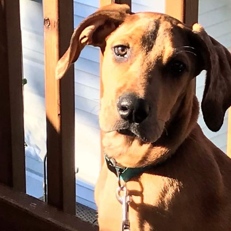 Scooby, Scooby-Doo! 🔹

🐾Meet Scooby🐾

Adopted!

You’ve seen the cartoon, you’ve seen the movie, now you have the chance to welcome the real life Scooby-Doo!!

Scooby is a Great Dane/Dobie mix.  He is just under 4 months and about 30lbs.  Scooby was rescued from a home that was pretty scary for him.  Luckily his foster mom is showing him the good life and he has forgotten that awful place. 

Scooby’s foster mom reports that he is good with dogs and kids of all ages.  He LOVES his walks and has regular puppy energy.  Scooby enjoys his crate as well as snuggles with both his foster mom and foster pup siblings.  Scooby is doing well on house training-he’s almost got it!! 

Scooby would love to have a “Mystery Gang” to call his own.  Apply to adopt Scooby!
https://form.jotform.com/210286667669167

<a target='_blank' href='https://www.instagram.com/explore/tags/adoptdontshop/'>#adoptdontshop</a> <a target='_blank' href='https://www.instagram.com/explore/tags/adoptme/'>#adoptme</a>