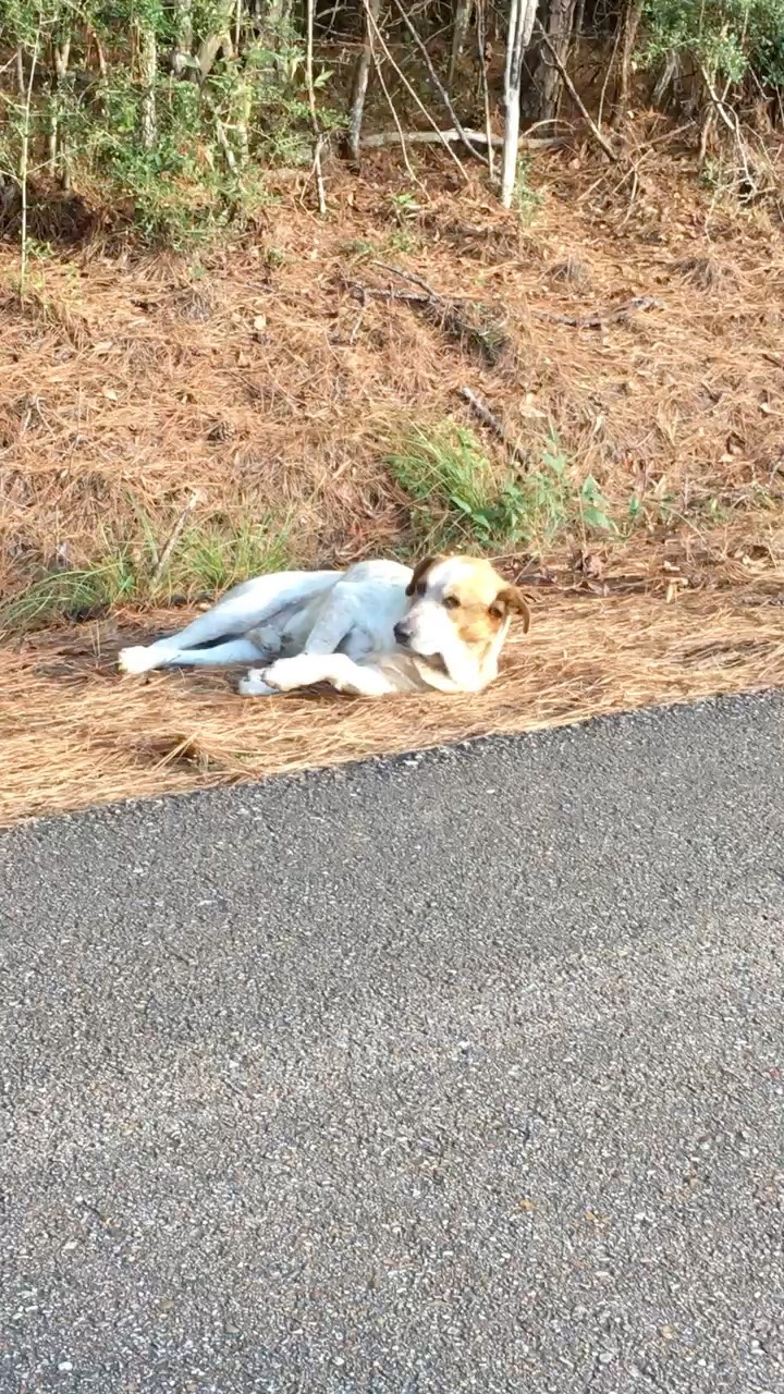 After trekking thru the woods and patiently sitting on the ground for an hour, finally got this injured boy to trust me and was able to get him loop leashed.  He’s so tired.  He’s been living in the woods for some time other side of Clinton based on the “wallow” he was in.  Carried him out (all 60+) pounds of him.  Made it home. He’s had a good warm bath (not sure who bathed who). He’s been deticked and dawned and is now asleep in a safe, warm crate tonight.  We will meet the vet in the AM for evaluation.  Can’t tell if the leg is broken or hip issue causing the limp but we will keep you all updated.  Calling him “Rusty”. Please say a prayer that it will be easily fixable. He’s still very frightened but his life changes for the better beginning now.  <a target='_blank' href='https://www.instagram.com/explore/tags/fosterluv/'>#fosterluv</a> <a target='_blank' href='https://www.instagram.com/explore/tags/rescueluv/'>#rescueluv</a> <a target='_blank' href='https://www.instagram.com/explore/tags/mustluvdogsrescue/'>#mustluvdogsrescue</a>🐶