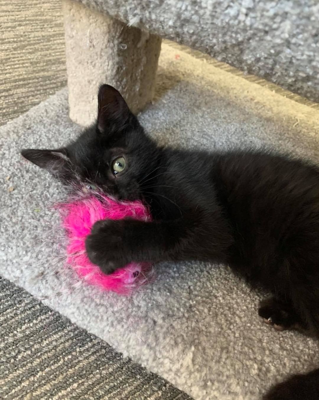 Our eighth black kitty for November is Turtle! He was pulled from a kill shelter with his mom and siblings and taken into foster care. He is a super loving boy who wants to do nothing but snuggle with his foster mom 😻 The pictures don’t do justice to how fuzzy he is! He is good with cats and dogs. Turtle is 3 months old, up to date on vaccines and FIV/FELV negative. To put in an application click on the link below.

https://www.sbanimalrescue.org/adopt