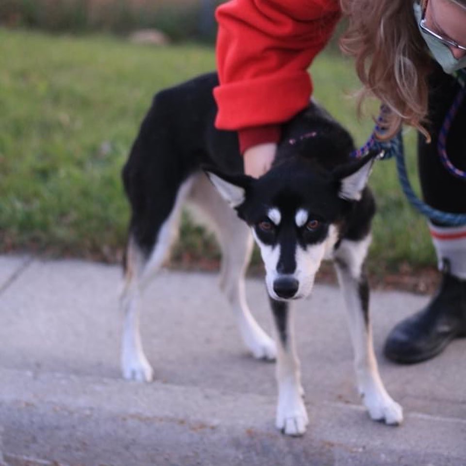 This weekend 10 dogs became Canadian!🇨🇦 We hope their new lives here in Canada are truly amazing!🐾❤️
Thank you to our community partners for helping to make this all possible!🐾

<a target='_blank' href='https://www.instagram.com/explore/tags/fullcirclerescue/'>#fullcirclerescue</a> <a target='_blank' href='https://www.instagram.com/explore/tags/ontariodogrescue/'>#ontariodogrescue</a> <a target='_blank' href='https://www.instagram.com/explore/tags/adoptdontshop/'>#adoptdontshop</a> <a target='_blank' href='https://www.instagram.com/explore/tags/torontodogs/'>#torontodogs</a> <a target='_blank' href='https://www.instagram.com/explore/tags/hamiltondogs/'>#hamiltondogs</a> <a target='_blank' href='https://www.instagram.com/explore/tags/dogsofcanada/'>#dogsofcanada</a> <a target='_blank' href='https://www.instagram.com/explore/tags/doggo/'>#doggo</a> <a target='_blank' href='https://www.instagram.com/explore/tags/dogsofinsta/'>#dogsofinsta</a> <a target='_blank' href='https://www.instagram.com/explore/tags/doglovers/'>#doglovers</a> <a target='_blank' href='https://www.instagram.com/explore/tags/dogsloversofinstagram/'>#dogsloversofinstagram</a> <a target='_blank' href='https://www.instagram.com/explore/tags/dogsofinstagram/'>#dogsofinstagram</a> <a target='_blank' href='https://www.instagram.com/explore/tags/dogsofinstaworld/'>#dogsofinstaworld</a> <a target='_blank' href='https://www.instagram.com/explore/tags/GTA/'>#GTA</a> <a target='_blank' href='https://www.instagram.com/explore/tags/GTHA/'>#GTHA</a> <a target='_blank' href='https://www.instagram.com/explore/tags/dogrescue/'>#dogrescue</a> <a target='_blank' href='https://www.instagram.com/explore/tags/dogrescuepeople/'>#dogrescuepeople</a> <a target='_blank' href='https://www.instagram.com/explore/tags/dogrescuers/'>#dogrescuers</a> <a target='_blank' href='https://www.instagram.com/explore/tags/adoptabledogsofinstagram/'>#adoptabledogsofinstagram</a> <a target='_blank' href='https://www.instagram.com/explore/tags/weareFCR/'>#weareFCR</a> <a target='_blank' href='https://www.instagram.com/explore/tags/anythingispawsible/'>#anythingispawsible</a>