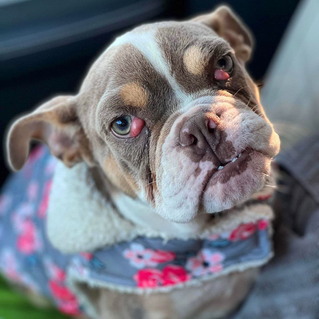 Please welcome Sookie to the SOS family! 
Sookie was picked up as a stray by animal control on October 18th. She had a 4-5 inch prolapsed rectum and was taken to the ER where she spent the next 3 days after surgery. She then contracted Parvo but thankfully recovered. As you can see from the pictures she also has pretty severe double cherry eye.
This little girl is only 7 months old and has already endured more than any pup should have to and she's still not done 😞
She has a vet appointment on November 15th to check the healing progress of her prolapse surgery (as there is still a little bleeding), examine her eyes and overall wellness. Over the next few weeks/months she will need to have eye surgery, spay surgery, multiple vaccinations and extra special care.
We don't have an exact estimate for all of this yet but do know that it will be at least a few thousand dollars. Please help us help Sookie.