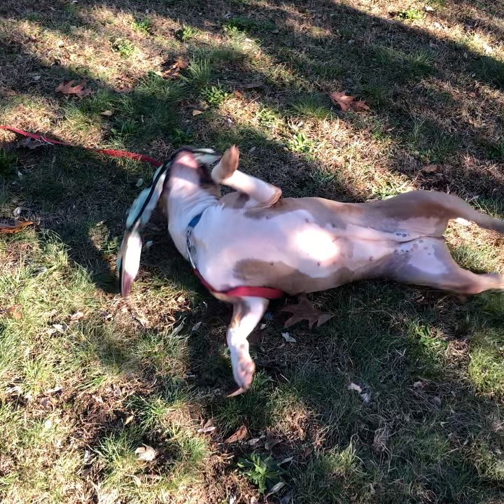 Adoptable Frannie had THE BEST time in the dog run! She loves this crinkly snake toy so much! Swipe to see a video of her playing. It’s just the cutest 🥰 <a target='_blank' href='https://www.instagram.com/explore/tags/Frannie/'>#Frannie</a> is a four-year old <a target='_blank' href='https://www.instagram.com/explore/tags/staffiemix/'>#staffiemix</a> and seems to get along with some dogs. <a target='_blank' href='https://www.instagram.com/explore/tags/adoptme/'>#adoptme</a> <a target='_blank' href='https://www.instagram.com/explore/tags/franniethedog/'>#franniethedog</a> <a target='_blank' href='https://www.instagram.com/explore/tags/newhavenanimalshelter/'>#newhavenanimalshelter</a> 

<a target='_blank' href='https://www.instagram.com/explore/tags/adoptadog/'>#adoptadog</a> <a target='_blank' href='https://www.instagram.com/explore/tags/franniedog/'>#franniedog</a> <a target='_blank' href='https://www.instagram.com/explore/tags/dogvideo/'>#dogvideo</a> <a target='_blank' href='https://www.instagram.com/explore/tags/dogvideooftheday/'>#dogvideooftheday</a> <a target='_blank' href='https://www.instagram.com/explore/tags/rescuedogoftheday/'>#rescuedogoftheday</a> <a target='_blank' href='https://www.instagram.com/explore/tags/petfinder/'>#petfinder</a> <a target='_blank' href='https://www.instagram.com/explore/tags/nhv/'>#nhv</a> <a target='_blank' href='https://www.instagram.com/explore/tags/newhaveninsta/'>#newhaveninsta</a> <a target='_blank' href='https://www.instagram.com/explore/tags/furbabylove/'>#furbabylove</a> <a target='_blank' href='https://www.instagram.com/explore/tags/staffiesmile/'>#staffiesmile</a> <a target='_blank' href='https://www.instagram.com/explore/tags/staffiegram/'>#staffiegram</a> <a target='_blank' href='https://www.instagram.com/explore/tags/adoptyourbestfriend/'>#adoptyourbestfriend</a> <a target='_blank' href='https://www.instagram.com/explore/tags/allthedoghashtags/'>#allthedoghashtags</a>