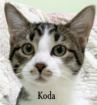 My name is Koda. I am a young bob-tail kitten who would love to be your friend. I came to PAWS as a stray and am now ready to find a family I can call mine. I do well with other cats and people of all ages. You and I will have endless hours of fun playing and running. I also like to cuddly and nap by your side. If you need a little action and adventure in your life, considering bring me into your home.
🧡 Love,
Koda
<a target='_blank' href='https://www.instagram.com/explore/tags/PAWS/'>#PAWS</a> <a target='_blank' href='https://www.instagram.com/explore/tags/adopt/'>#adopt</a>