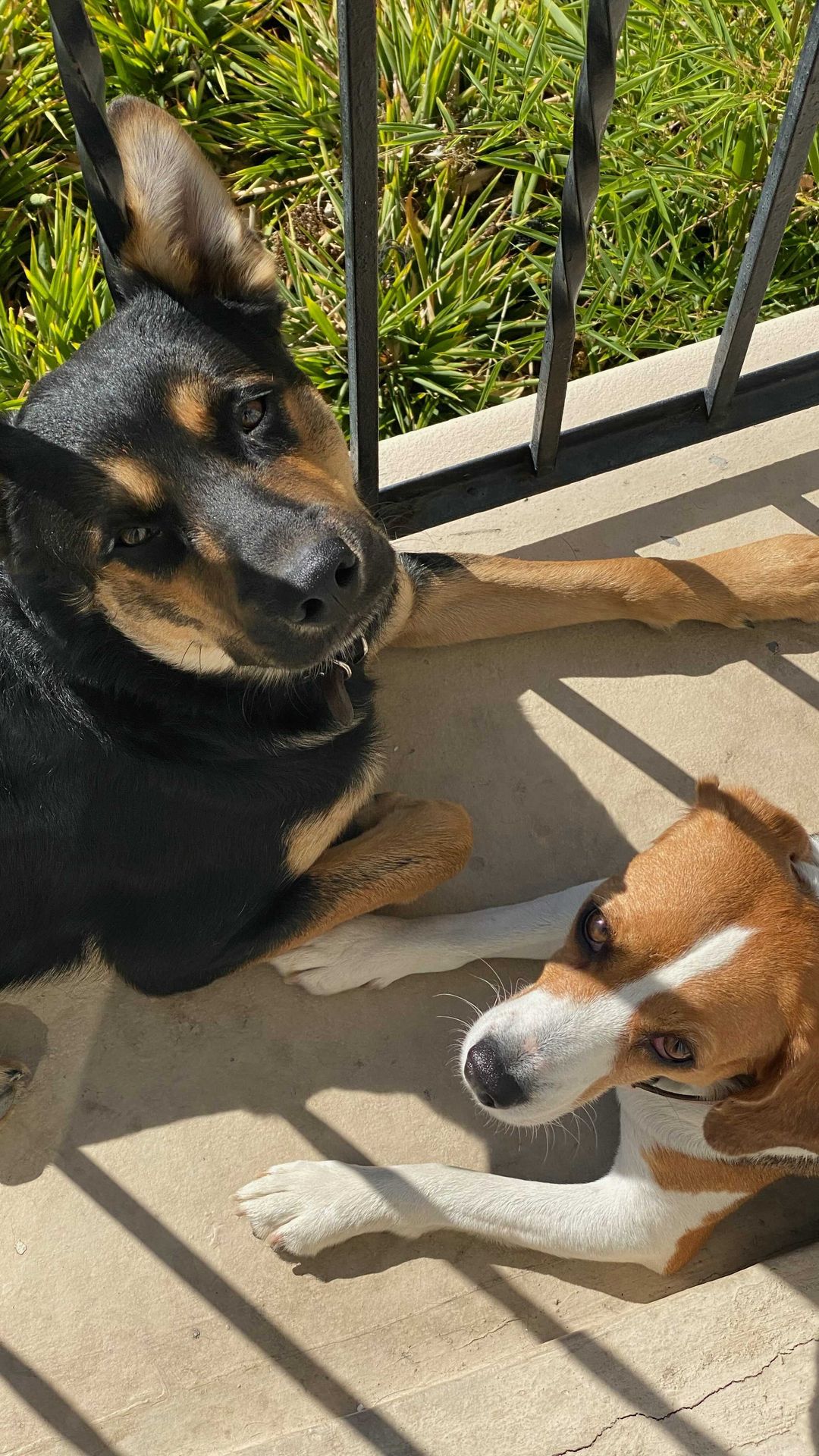 After this weekend’s devastating news,
we’re happy to kick off the week with the announcement that our boy named Mabel has been officially adopted by his foster family! 

From running the streets of New Mexico as a stray, Mabel was chasing a ballon and was hit by a car. 

His foster, now dad, was on a road trip and witnessed this and wanted to be sure he was taken care of. They reached out to us and asked for our help. How could we say no?!

This sweet boy is all healed up from his accident and now enjoys hikes, camping trips and all the snacks with his family!

Here’s to the good life buddy!

<a target='_blank' href='https://www.instagram.com/explore/tags/RealGoodRescue/'>#RealGoodRescue</a> <a target='_blank' href='https://www.instagram.com/explore/tags/RealGoodGang/'>#RealGoodGang</a>