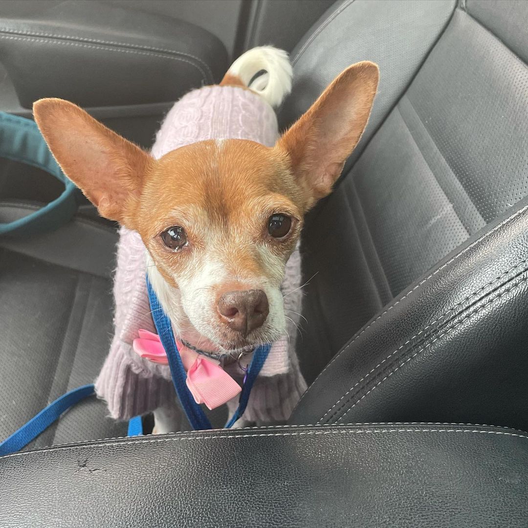 Penny has officially made it to Rhode Island!! We’ve partnered with @smalldogrescuene to help get little cute pups like Penny up north to find forever homes❤️ she has come a long way from the timid pup we got from the shelter and we are so lucky to have been a part of her journey. She’s staying warm in her cute sweater and getting along great with her new dog friends up north🐶🐾