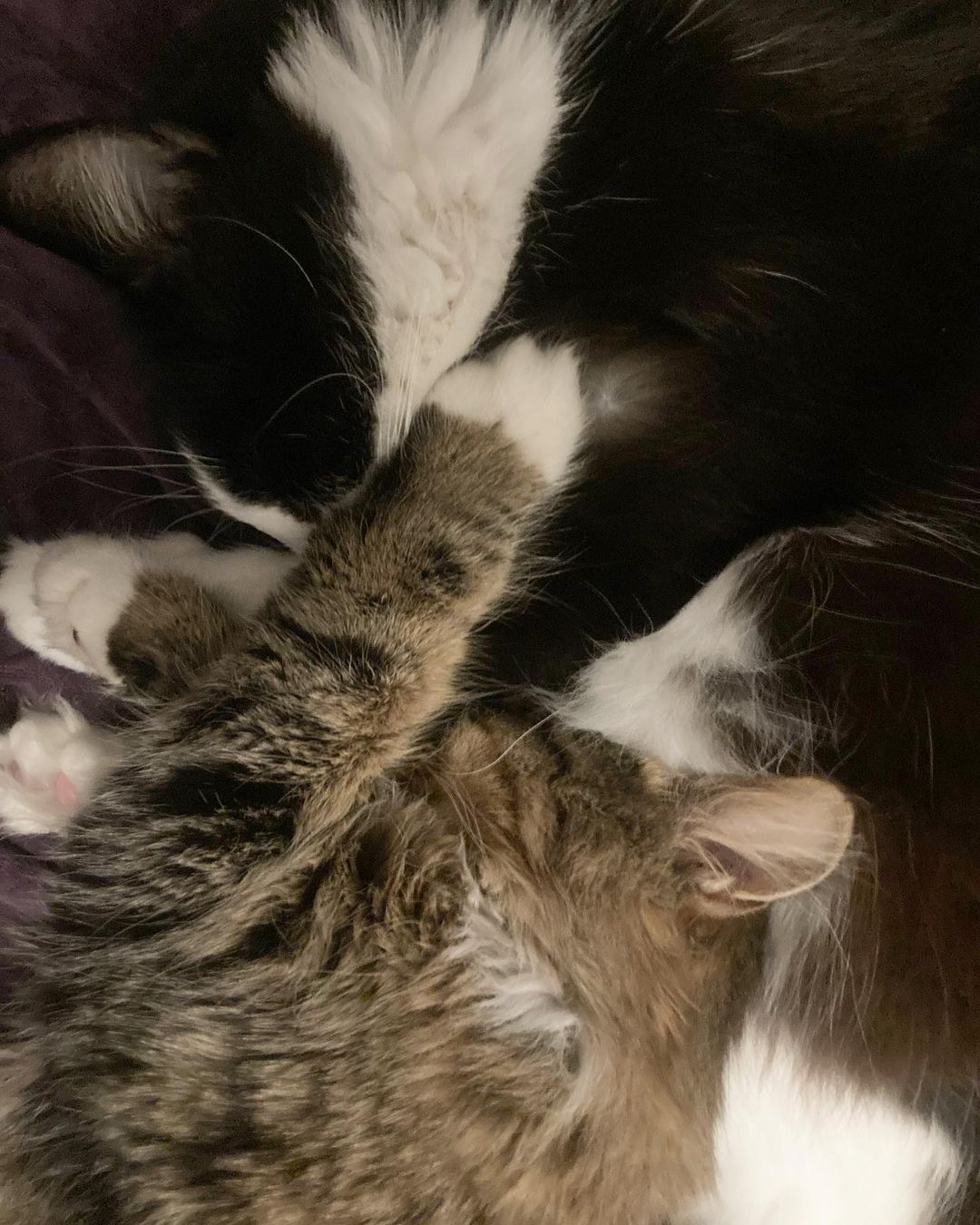 Clyde and Sven in a cuddle puddle 💜💜