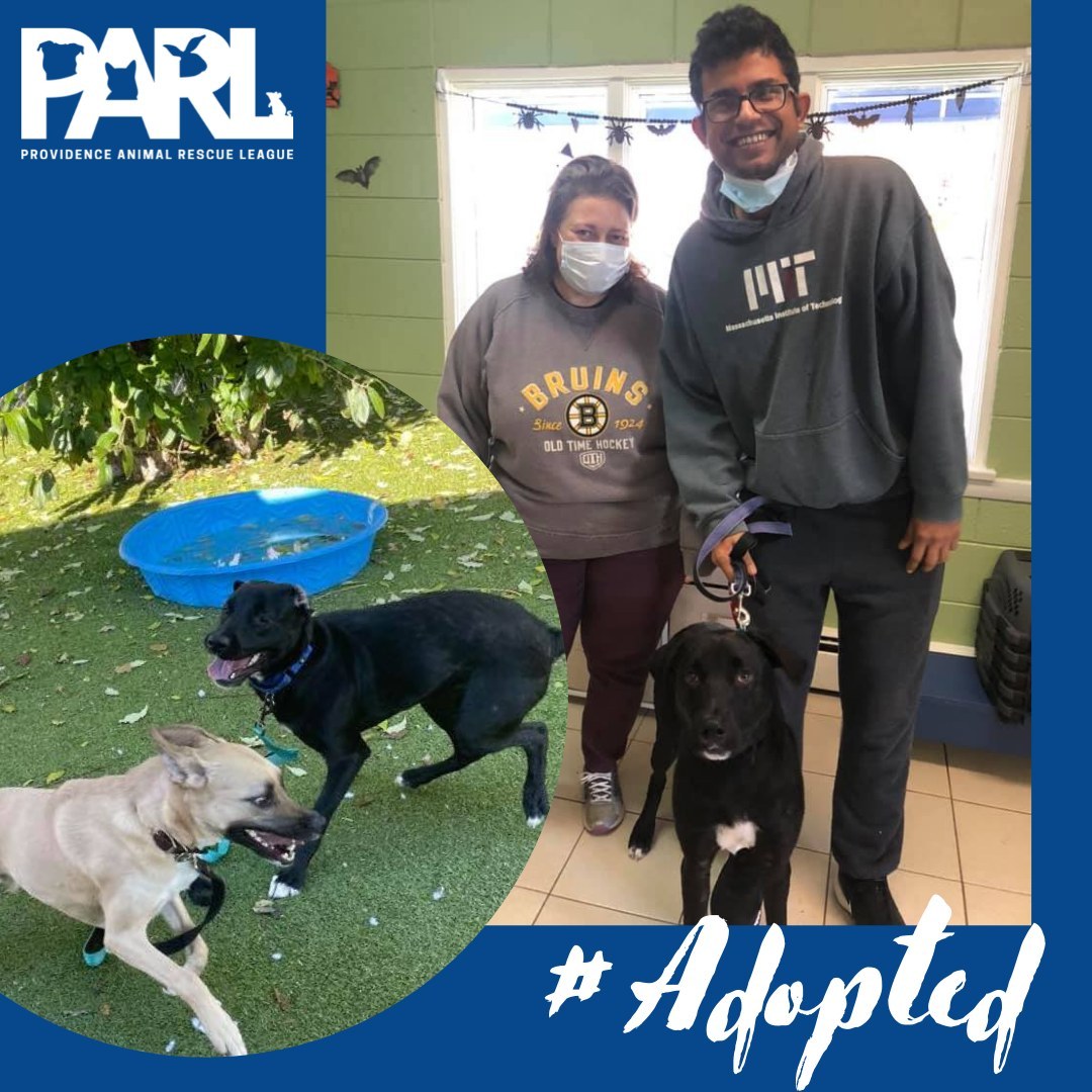 Another happy <a target='_blank' href='https://www.instagram.com/explore/tags/Adoption/'>#Adoption</a> photo to share! Lenny hit it off with his new brother right away! They did zoomies around our play yard together and it was such a wonderful sight to see. 🐾 <a target='_blank' href='https://www.instagram.com/explore/tags/LoveIsAdoptableAtPARL/'>#LoveIsAdoptableAtPARL</a> <a target='_blank' href='https://www.instagram.com/explore/tags/Brothers/'>#Brothers</a>