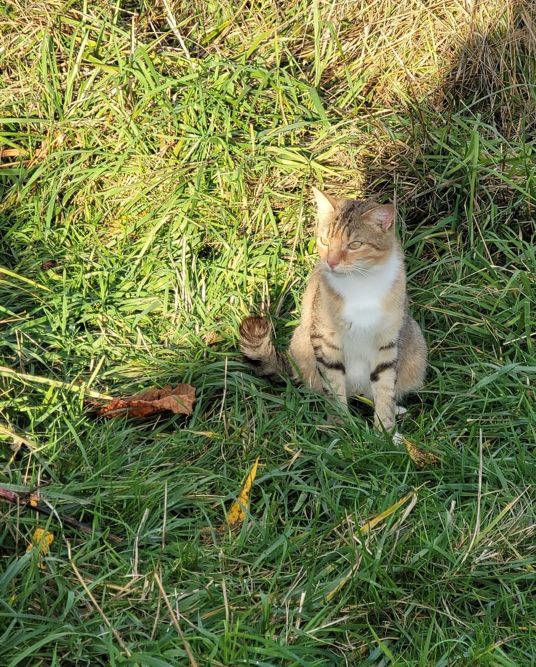 We are currently working on a place with 20 to 30 cats in need of urgent placement.
We cannot share details or location but are hoping Seattle Humane will give us a hand. Fingers crossed 🤞 
So far we captured 9. Luckily most of them are very sweet and friendly and pretty healthy for the most part.