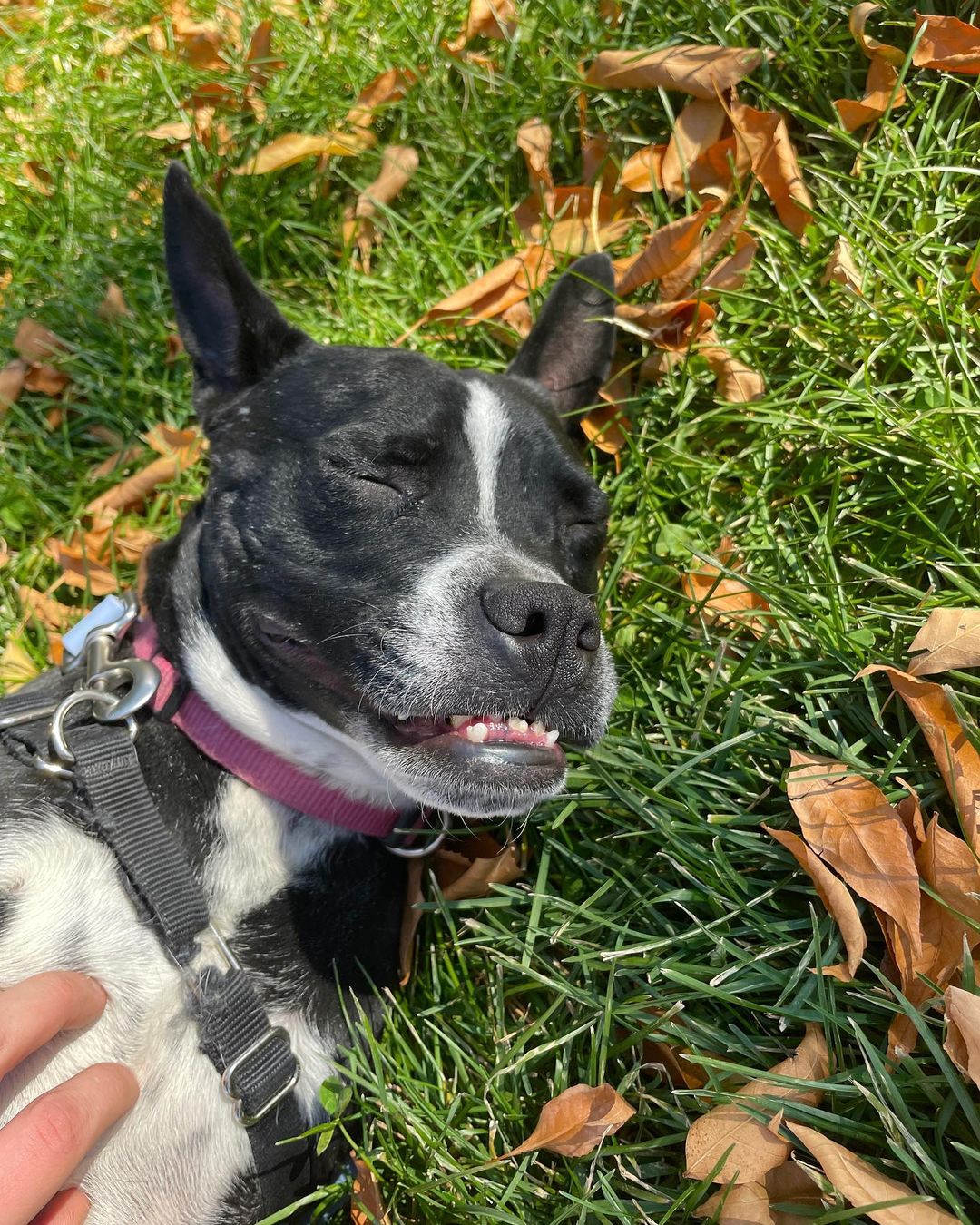 Please share!!
We want to share a little more about Petunia, one of our favorite dogs who has been with us for way to long!

Petunia came to us last March after being found as a stray on the streets of San Antonio. She gave birth shortly after being rescued in December. All of her puppies have since been adopted, and this sweet girl has been overlooked time after time. She has been in boarding for most of her time here in Colorado, and she is SO deserving of a real home!

Petunia is about 3 years old and 35 pounds, she is the perfect size, whether to go on long walks or to snuggle up on the couch! Her adorable underbite and short coat comes from her Boston Terrier / Staffordshire Terrier mix. 

Despite having a sad start to her new beginning in Colorado, Petunia is still the happiest pup we’ve met! She loves everyone and everything. She is EXTREMELY friendly and affectionate!! She is wonderful with all people and kids! Petunia does wonderful with other dogs, she loves to play with her friends at boarding. She thinks cats are very fun to chase, so she would prefer a home without kitties! 

Petunia has a wonderful temperament and energy level. She loves to play and go on walks, and she would make a wonderful companion for someone who enjoys Colorado adventures as much as she does! But she also loves to snuggle up right on your lap and would make the perfect napping buddy as well! 

Petunia is the type of dog who doesn’t ask for much, just someone who can love her like she will to them! Petunia is desperately needing a FOSTER or FOSTER-TO-ADOPT home. Please reach out if you are interested in meeting this perfect girl!

Petunia is completely vaccinated, spayed, and microchipped. Her adoption fee is $250.