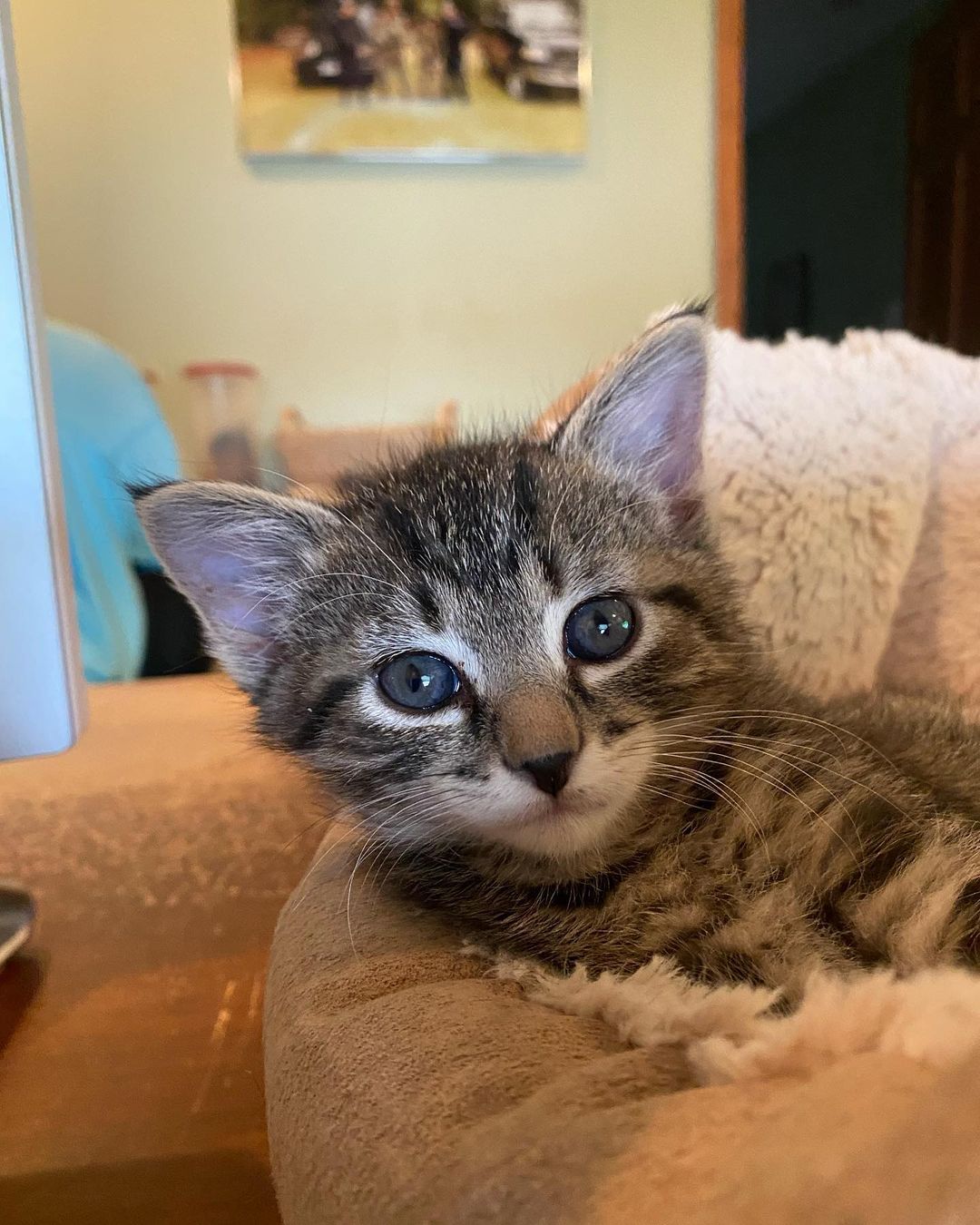 Pumpkin has grown so much in four weeks. Ready to find her forever home for Christmas