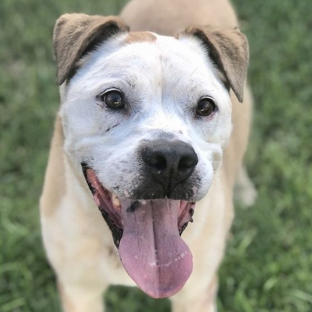 Tounge Out Tuesday!! Let's see em! 

Rocky was surrendered to a local animal shelter when his owners were no longer able to care for him. Rocky is a 6 year old Male Bulldog Mix that weighs right around 50 lbs. He is such a sweet boy!!! Rocky still loves to run/play and go for walks. He does take a joint supplement for his hips since he is a senior guy. He gets along with dogs of all sizes that he has met! He is a very laid back guy!!! Rocky is housetrained and crate trained. Honestly, this guy is so easy going that he is going to make someone a wonderful companion.

If interested in adoption, please complete our adoption application at https://form.jotform.com/80635351784158
<a target='_blank' href='https://www.instagram.com/explore/tags/tongueouttuesday/'>#tongueouttuesday</a>