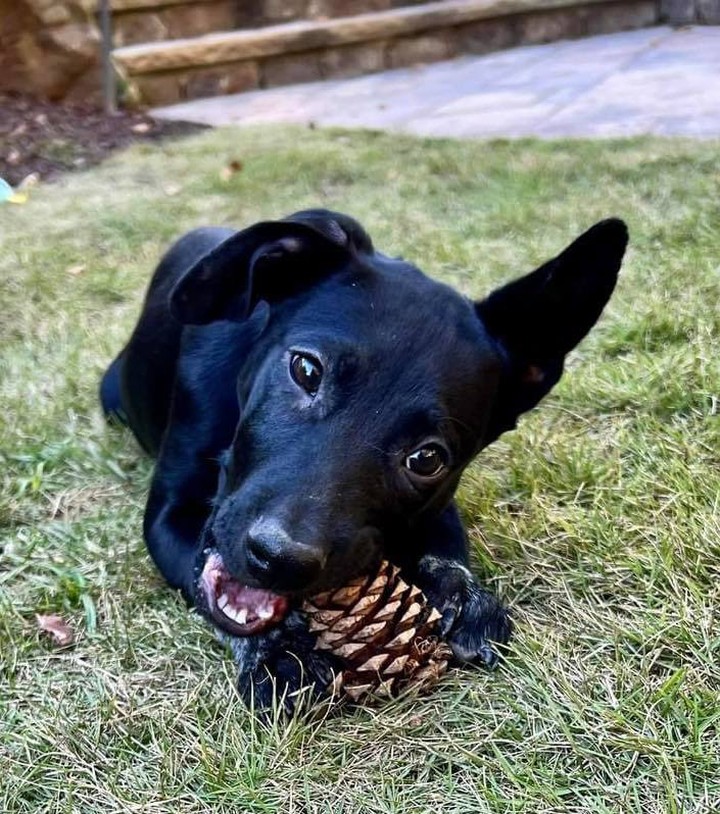Have you got pinecones in your yard? Are you looking for someone to clean those up for you? Look no further! Yoda is a sweet, loving, good-natured four-month-old puppy. Great with kids and dogs! Apply today! ￼￼ https://releashatlanta.com/dog/1496