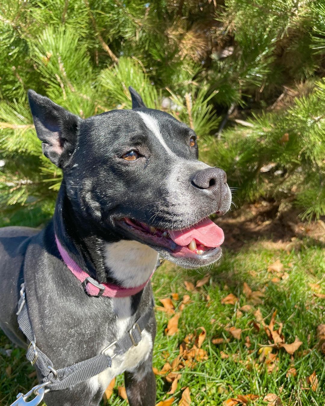 Please share!!
We want to share a little more about Petunia, one of our favorite dogs who has been with us for way to long!

Petunia came to us last March after being found as a stray on the streets of San Antonio. She gave birth shortly after being rescued in December. All of her puppies have since been adopted, and this sweet girl has been overlooked time after time. She has been in boarding for most of her time here in Colorado, and she is SO deserving of a real home!

Petunia is about 3 years old and 35 pounds, she is the perfect size, whether to go on long walks or to snuggle up on the couch! Her adorable underbite and short coat comes from her Boston Terrier / Staffordshire Terrier mix. 

Despite having a sad start to her new beginning in Colorado, Petunia is still the happiest pup we’ve met! She loves everyone and everything. She is EXTREMELY friendly and affectionate!! She is wonderful with all people and kids! Petunia does wonderful with other dogs, she loves to play with her friends at boarding. She thinks cats are very fun to chase, so she would prefer a home without kitties! 

Petunia has a wonderful temperament and energy level. She loves to play and go on walks, and she would make a wonderful companion for someone who enjoys Colorado adventures as much as she does! But she also loves to snuggle up right on your lap and would make the perfect napping buddy as well! 

Petunia is the type of dog who doesn’t ask for much, just someone who can love her like she will to them! Petunia is desperately needing a FOSTER or FOSTER-TO-ADOPT home. Please reach out if you are interested in meeting this perfect girl!

Petunia is completely vaccinated, spayed, and microchipped. Her adoption fee is $250.