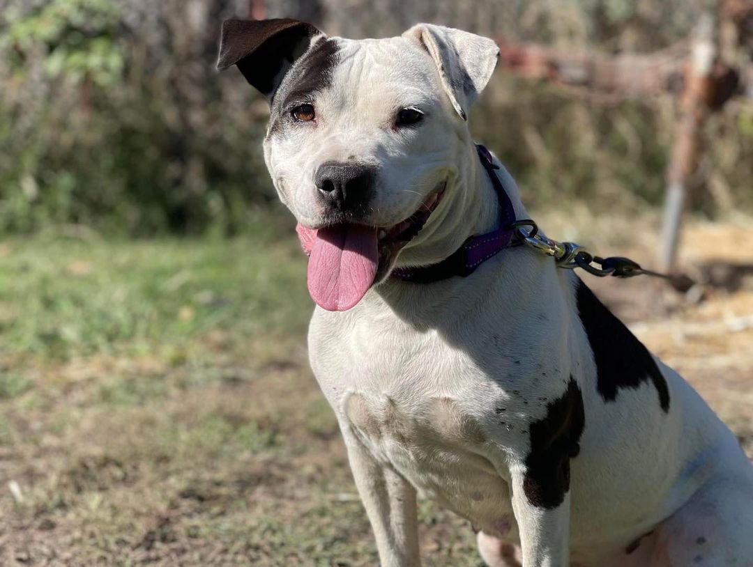 Woo hoo! Brella is unchained! Thank you to our amazing @unchainok volunteers who knocked out this fencing project in just one day, so Brella would not have to be chained/tethered 24/7 in her yard! We appreciate all of their hard work and dedication to improving the lives of chained dogs in our community. 

Thank you to everyone who donated to the supplies for this project. Brella is a happy girl who now has so much room to run and play in a safe yard. 

<a target='_blank' href='https://www.instagram.com/explore/tags/StopThePain/'>#StopThePain</a> <a target='_blank' href='https://www.instagram.com/explore/tags/BreakTheChain/'>#BreakTheChain</a> <a target='_blank' href='https://www.instagram.com/explore/tags/unchained/'>#unchained</a> <a target='_blank' href='https://www.instagram.com/explore/tags/tulsa/'>#tulsa</a> <a target='_blank' href='https://www.instagram.com/explore/tags/tulsaoklahoma/'>#tulsaoklahoma</a> <a target='_blank' href='https://www.instagram.com/explore/tags/tulsaok/'>#tulsaok</a> <a target='_blank' href='https://www.instagram.com/explore/tags/tulsapets/'>#tulsapets</a>