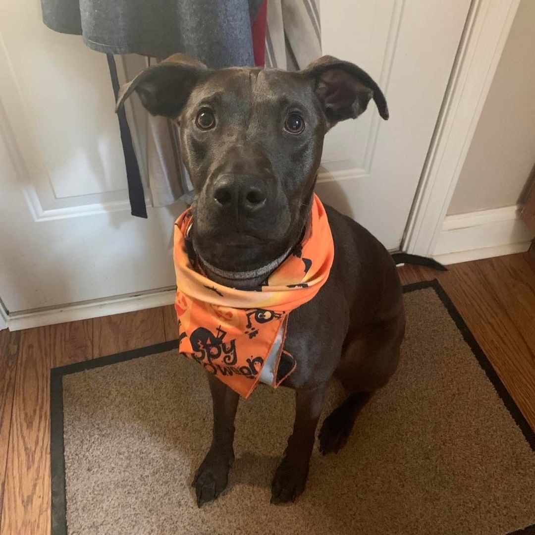 Waiting for bedtime on the Monday after time change be like... 

Miss <a target='_blank' href='https://www.instagram.com/explore/tags/Henny/'>#Henny</a> is still looking for her perfect home! She's about a year old, 45 pounds and super smart! . She can sit, shake and roll over! 

In her short time on earth, there has been a lot of change in her life, so she can be leery of new things without a confident leader to look to. But she is an awesome dog! People and dog friendly (cats unknown). 

Apply at redbarnrescue.com to meet Henny and see if she is the <a target='_blank' href='https://www.instagram.com/explore/tags/peanutbuttertoyourjelly/'>#peanutbuttertoyourjelly</a> 

<a target='_blank' href='https://www.instagram.com/explore/tags/timechangeblues/'>#timechangeblues</a>  <a target='_blank' href='https://www.instagram.com/explore/tags/redbarnrescue/'>#redbarnrescue</a> <a target='_blank' href='https://www.instagram.com/explore/tags/adoptabledogs/'>#adoptabledogs</a> <a target='_blank' href='https://www.instagram.com/explore/tags/blacklab/'>#blacklab</a> <a target='_blank' href='https://www.instagram.com/explore/tags/sitshakerollover/'>#sitshakerollover</a>