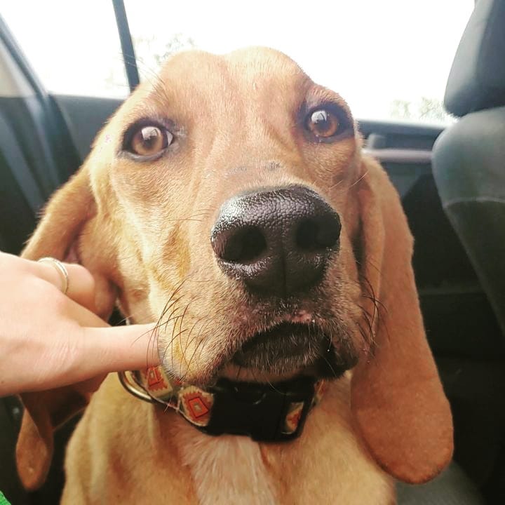 Boone is a wonderful calm boy. About one year old, 55lbs, Coonhound.
Only thing to remember when adopted is to feed and give treats in a separate area from other dogs.
He guard his food but feeding separately and not leaving out or giving treats at the same time avoids that issue.
We figured he was hunting or scavenging for food before he was found and he still feels the need to protect his food.
He is housetrained and very calm in the shelter. good on leash.

Will be arriving mid December to NJ-PA

If you email us, please check the spam folder for our reply.

To adopt, please fill out the adoption application - copy the link into your browser
https://form.jotform.com/210286667669167

<a target='_blank' href='https://www.instagram.com/explore/tags/adoptdontshop/'>#adoptdontshop</a> <a target='_blank' href='https://www.instagram.com/explore/tags/adoptme/'>#adoptme</a> <a target='_blank' href='https://www.instagram.com/explore/tags/fosterdog/'>#fosterdog</a>