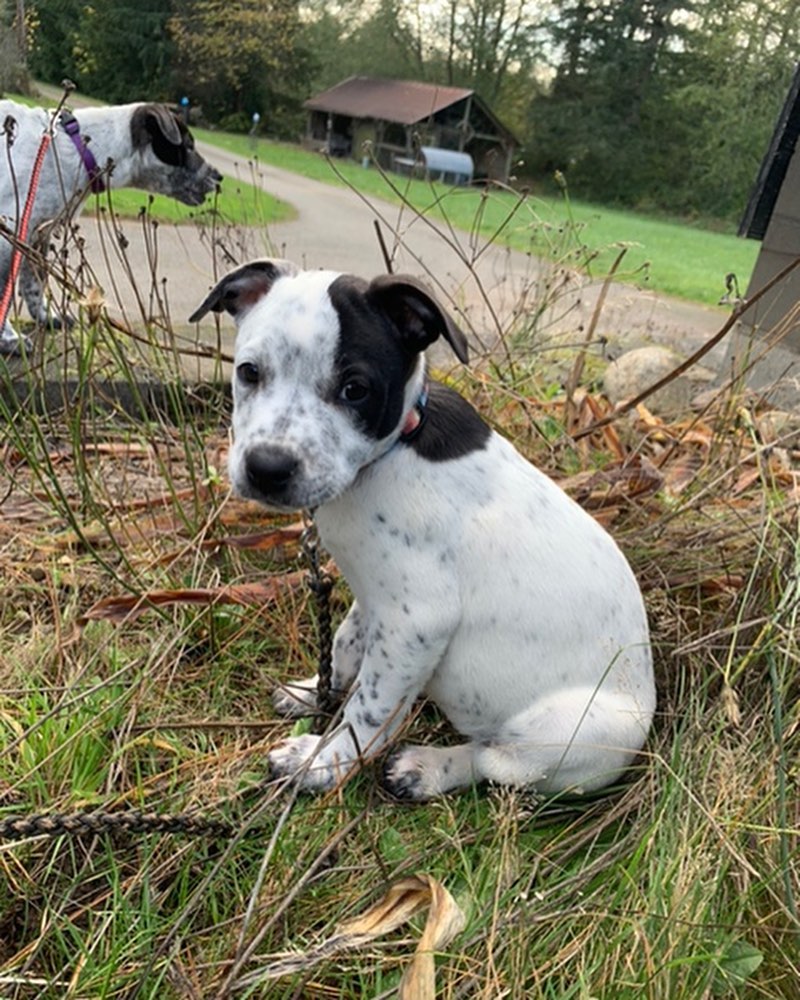 A few updated pictures of the puppies! There are two litters - 4 Heeler puppies and 2 Lab mixes. Please visit our website for more info on the puppies and a list of all our adoptable dogs! https://nwkare.org/educate-advocate-rehabilitate/rescue/