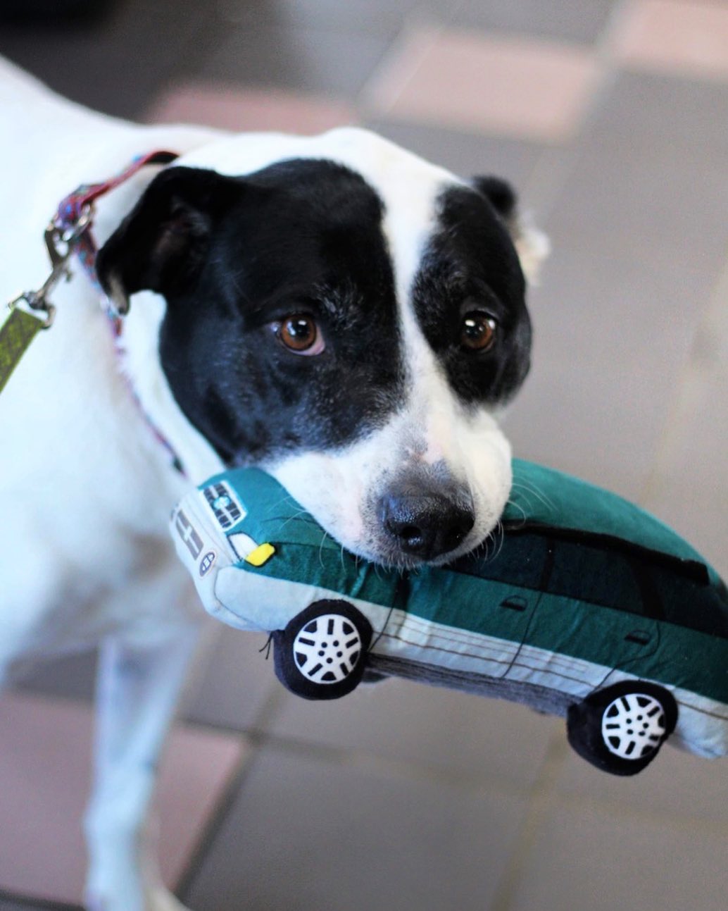 Lucy loves her new Chewbaru Outback! Thank you Miller Hill Subaru in Duluth, MN for hosting your Love a Pet Adoption Drive. We sent home 23 cats and 19 dogs and we couldn’t be more thankful! P.S. Lucy is still available for adoption!