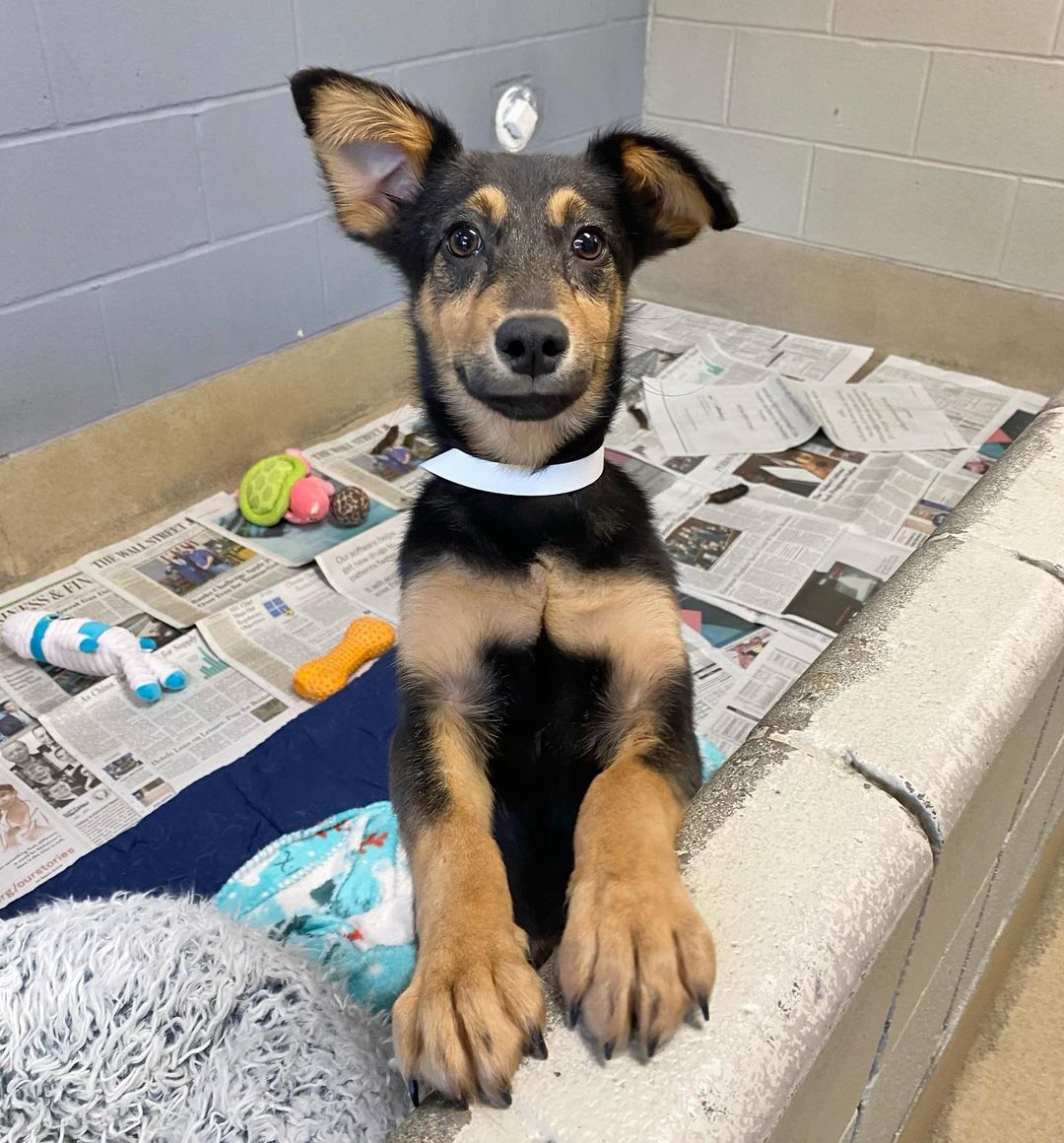 Um hello yes hi, I noticed you might be looking for a puppy with great ears and I would like to volunteer to be your buddy 🙋‍♂️

Come meet Vince at our Adoption Center! He’s one of 12 puppies in the building right now who would love to come home with you 🥰 <a target='_blank' href='https://www.instagram.com/explore/tags/adoptashelterpet/'>#adoptashelterpet</a>

<a target='_blank' href='https://www.instagram.com/explore/tags/spcawake/'>#spcawake</a> <a target='_blank' href='https://www.instagram.com/explore/tags/adoptme/'>#adoptme</a> <a target='_blank' href='https://www.instagram.com/explore/tags/adoptdontshop/'>#adoptdontshop</a> <a target='_blank' href='https://www.instagram.com/explore/tags/spca/'>#spca</a> <a target='_blank' href='https://www.instagram.com/explore/tags/raleigh/'>#raleigh</a> <a target='_blank' href='https://www.instagram.com/explore/tags/wakecounty/'>#wakecounty</a> <a target='_blank' href='https://www.instagram.com/explore/tags/dogrescue/'>#dogrescue</a> <a target='_blank' href='https://www.instagram.com/explore/tags/rescuepuppy/'>#rescuepuppy</a> <a target='_blank' href='https://www.instagram.com/explore/tags/adoptables/'>#adoptables</a> <a target='_blank' href='https://www.instagram.com/explore/tags/animalrescue/'>#animalrescue</a> <a target='_blank' href='https://www.instagram.com/explore/tags/animalshelter/'>#animalshelter</a> <a target='_blank' href='https://www.instagram.com/explore/tags/puppiesforadoption/'>#puppiesforadoption</a> <a target='_blank' href='https://www.instagram.com/explore/tags/rescuedogsrock/'>#rescuedogsrock</a> <a target='_blank' href='https://www.instagram.com/explore/tags/puppylove/'>#puppylove</a>