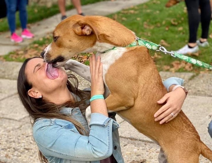 Our real life kissing machine can be all yours! Georgia is a super affectionate house trained 1-year-old, 45 lb Hound mix whose foster mom is singing her praises! Georgia absolutely LOVES all humans, even the little ones, sleeps quietly on her bed at night, gets along very well with her canine foster sister, is super smart, and longs to be loved by her people. We'd like a home where someone is around during the day - she'd be very sad sitting in a crate. We don't know about cats. Georgia is microchipped, vaccinated, and being spayed by the rescue prior to the finalization of the adoption. 

To adopt, please submit an app via our website. www.OlliesAngelsAnimalRescue.org

<a target='_blank' href='https://www.instagram.com/explore/tags/fureverfriends/'>#fureverfriends</a> <a target='_blank' href='https://www.instagram.com/explore/tags/olliesangelsanimalrescue/'>#olliesangelsanimalrescue</a> <a target='_blank' href='https://www.instagram.com/explore/tags/olliesangelsalum/'>#olliesangelsalum</a> <a target='_blank' href='https://www.instagram.com/explore/tags/rescuedogsofinstagram/'>#rescuedogsofinstagram</a> <a target='_blank' href='https://www.instagram.com/explore/tags/rescuedismyfavoritebreed/'>#rescuedismyfavoritebreed</a> <a target='_blank' href='https://www.instagram.com/explore/tags/rescuedismyfavouritebreed/'>#rescuedismyfavouritebreed</a> <a target='_blank' href='https://www.instagram.com/explore/tags/rescuedisthebestbreed/'>#rescuedisthebestbreed</a> <a target='_blank' href='https://www.instagram.com/explore/tags/rescuepup/'>#rescuepup</a> <a target='_blank' href='https://www.instagram.com/explore/tags/rescuepuppy/'>#rescuepuppy</a> <a target='_blank' href='https://www.instagram.com/explore/tags/rescuepups/'>#rescuepups</a> <a target='_blank' href='https://www.instagram.com/explore/tags/adopt/'>#adopt</a> <a target='_blank' href='https://www.instagram.com/explore/tags/adoptme/'>#adoptme</a> <a target='_blank' href='https://www.instagram.com/explore/tags/adoptdontshop/'>#adoptdontshop</a> <a target='_blank' href='https://www.instagram.com/explore/tags/adoptdontbuy/'>#adoptdontbuy</a> <a target='_blank' href='https://www.instagram.com/explore/tags/adoptdontshop/'>#adoptdontshop</a> <a target='_blank' href='https://www.instagram.com/explore/tags/adoptdogs/'>#adoptdogs</a> <a target='_blank' href='https://www.instagram.com/explore/tags/fosterpuppy/'>#fosterpuppy</a> <a target='_blank' href='https://www.instagram.com/explore/tags/fosterpuppies/'>#fosterpuppies</a> <a target='_blank' href='https://www.instagram.com/explore/tags/fosterpuppiesofinstagram/'>#fosterpuppiesofinstagram</a> <a target='_blank' href='https://www.instagram.com/explore/tags/fureverhome/'>#fureverhome</a> <a target='_blank' href='https://www.instagram.com/explore/tags/fureverfamily/'>#fureverfamily</a> <a target='_blank' href='https://www.instagram.com/explore/tags/fureverfriend/'>#fureverfriend</a> <a target='_blank' href='https://www.instagram.com/explore/tags/fureverfriends/'>#fureverfriends</a> <a target='_blank' href='https://www.instagram.com/explore/tags/rescuedog/'>#rescuedog</a> <a target='_blank' href='https://www.instagram.com/explore/tags/rescuedogsrock/'>#rescuedogsrock</a> <a target='_blank' href='https://www.instagram.com/explore/tags/rescuedogsofinstagram/'>#rescuedogsofinstagram</a> <a target='_blank' href='https://www.instagram.com/explore/tags/rescuedog/'>#rescuedog</a>