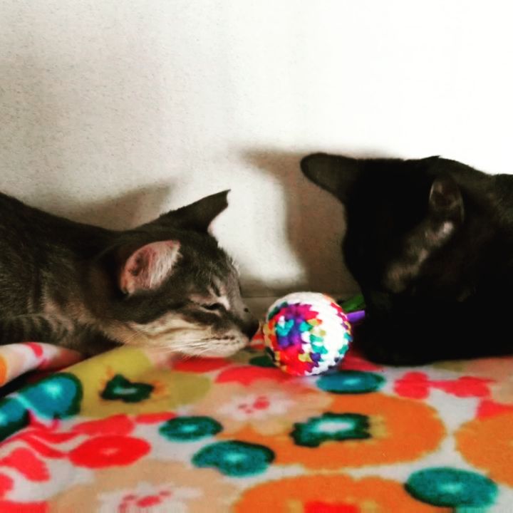 🐱 Kittens Seymore (grey tabby) and his sister Belladonna (pantherette) discovered a new toy from @fantasticosas at our adoption event this past weekend 🧶

These two sweethearts love playing and napping together. We would love for them to find their FURever home together 😻

You can meet Seymore and Belladonna inside our PETCO Cat Lounge at PETCO Metro 2784 W Peoria Ave in Phoenix.
Hours: 5:30-7:00pm Monday-Saturday and 5-6:30pm on Sundays. 

Or email us at: allaboutanimalsaz@gmail.com for more information or to schedule a meet and greet 💖💖

<a target='_blank' href='https://www.instagram.com/explore/tags/allaboutanimalsrescueaz/'>#allaboutanimalsrescueaz</a> <a target='_blank' href='https://www.instagram.com/explore/tags/savealife/'>#savealife</a> <a target='_blank' href='https://www.instagram.com/explore/tags/adoptus/'>#adoptus</a> <a target='_blank' href='https://www.instagram.com/explore/tags/adoptdontshop/'>#adoptdontshop</a> <a target='_blank' href='https://www.instagram.com/explore/tags/rescuedismyfavoritebreed/'>#rescuedismyfavoritebreed</a> <a target='_blank' href='https://www.instagram.com/explore/tags/rescuefosteradopt/'>#rescuefosteradopt</a> <a target='_blank' href='https://www.instagram.com/explore/tags/fosteringsaveslives/'>#fosteringsaveslives</a> <a target='_blank' href='https://www.instagram.com/explore/tags/thinkadoptionfirst/'>#thinkadoptionfirst</a> <a target='_blank' href='https://www.instagram.com/explore/tags/lovechangeseverything/'>#lovechangeseverything</a> <a target='_blank' href='https://www.instagram.com/explore/tags/allyouneedislove/'>#allyouneedislove</a> <a target='_blank' href='https://www.instagram.com/explore/tags/mynewbestfriend/'>#mynewbestfriend</a> <a target='_blank' href='https://www.instagram.com/explore/tags/adoptakitten/'>#adoptakitten</a> <a target='_blank' href='https://www.instagram.com/explore/tags/cutekittens/'>#cutekittens</a> <a target='_blank' href='https://www.instagram.com/explore/tags/kittenvideo/'>#kittenvideo</a> <a target='_blank' href='https://www.instagram.com/explore/tags/kittenadoptionphoenix/'>#kittenadoptionphoenix</a> <a target='_blank' href='https://www.instagram.com/explore/tags/cuddlebuddy/'>#cuddlebuddy</a> <a target='_blank' href='https://www.instagram.com/explore/tags/snugglebuddy/'>#snugglebuddy</a> <a target='_blank' href='https://www.instagram.com/explore/tags/tabbykittens/'>#tabbykittens</a> <a target='_blank' href='https://www.instagram.com/explore/tags/adoptablackkitten/'>#adoptablackkitten</a> <a target='_blank' href='https://www.instagram.com/explore/tags/minipanther/'>#minipanther</a> <a target='_blank' href='https://www.instagram.com/explore/tags/playtime/'>#playtime</a> <a target='_blank' href='https://www.instagram.com/explore/tags/openyourhearttoarescuecat/'>#openyourhearttoarescuecat</a> <a target='_blank' href='https://www.instagram.com/explore/tags/felinetherapy/'>#felinetherapy</a> <a target='_blank' href='https://www.instagram.com/explore/tags/felinefun/'>#felinefun</a> <a target='_blank' href='https://www.instagram.com/explore/tags/playfulkitten/'>#playfulkitten</a> <a target='_blank' href='https://www.instagram.com/explore/tags/rescuekittens/'>#rescuekittens</a> <a target='_blank' href='https://www.instagram.com/explore/tags/rescuecatsrock/'>#rescuecatsrock</a> <a target='_blank' href='https://www.instagram.com/explore/tags/gatito/'>#gatito</a> <a target='_blank' href='https://www.instagram.com/explore/tags/purrbaby/'>#purrbaby</a> <a target='_blank' href='https://www.instagram.com/explore/tags/purrfection/'>#purrfection</a>