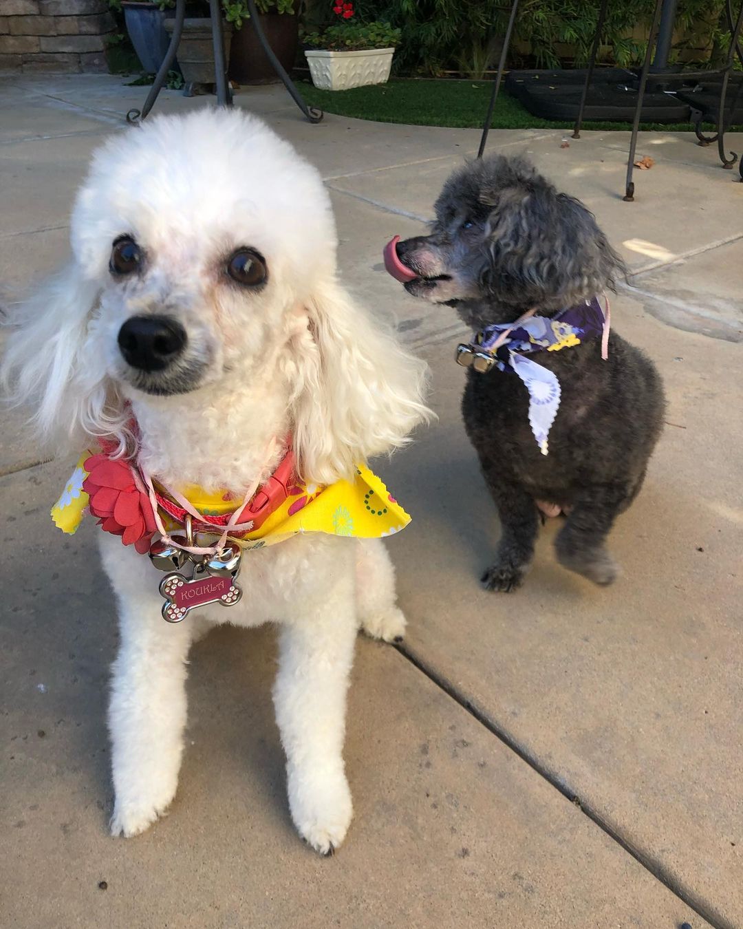 💗💗* UPDATE - Foster Found *💗💗
❗️Foster or adopter needed asap for Fifi and Kukla❗️
These 2 poodle girls are a bonded pair and must be fostered/adopted together. Owner passed away and there is no where for them to go. They are 4 and 6, very sweet, potty trained, tiny little things that love to snuggle. If interested please contact us by filling out a foster or adoption application on our website asap. Thank you!