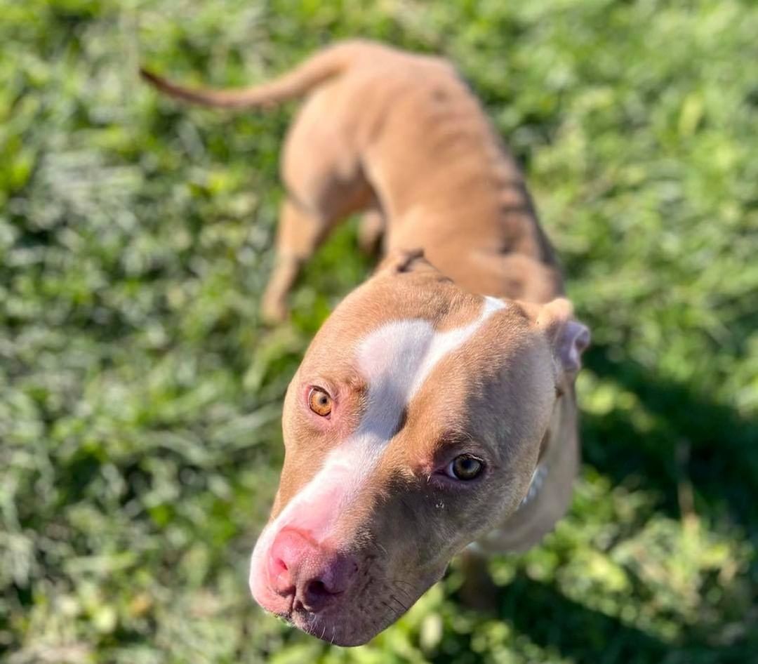 11/9/21 ROSIE (DCAS) 

CLEAR THE SHELTER

Meet adorable Rosie. She is a 2-2 1/2 year old Pitbull terrier/mixed breed female at the Dewitt County Animal Shelter. She was brought in as a stray who likes people and walks. She is good with other dogs but cats are unknown. She is due to be spayed on Nov 17th.

If interested in Rosie, complete an application at secondchanceforpets.com

**NOT ALL PETS LISTED ON OUR WEBPAGE ARE IN OUR FOSTER HOMES. WE ALSO MAKE COURTESY POSTS (CP) FOR FAMILIES NEEDING TO PLACE THEIR PET. 
(SC) MEANS THEY ARE IN ONE OF OUR GROUPS FOSTER HOMES
(CP) MEANS THEY ARE STILL WITH THEIR CURRENT OWNER
(DCAS) MEANS THEY ARE AT THE DEWITT COUNTY ANIMAL SHELTER.