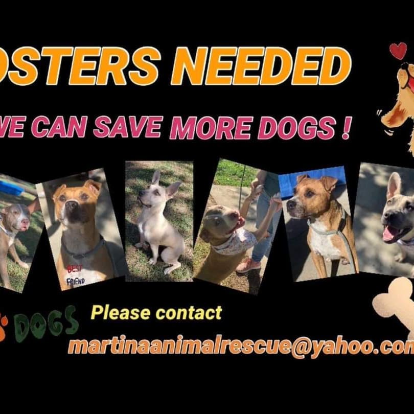 We are in desperate need of fosters. The shelters are overflowing again and needing to make tough decisions to euthanize dogs for space, kennel stress, dogs being terrified, etc. These dogs have been failed at least once, let’s not let them be failed again. Who can foster to help save a life. We provide supplies, pay for medical, etc. You just need to provide a safe place, rules, structure, boundaries and love. 

Bay Area, Sacramento area preferred, but we are open to other areas that are not too far from these areas. 

Please share if this cannot be you. You never know who may see your post.