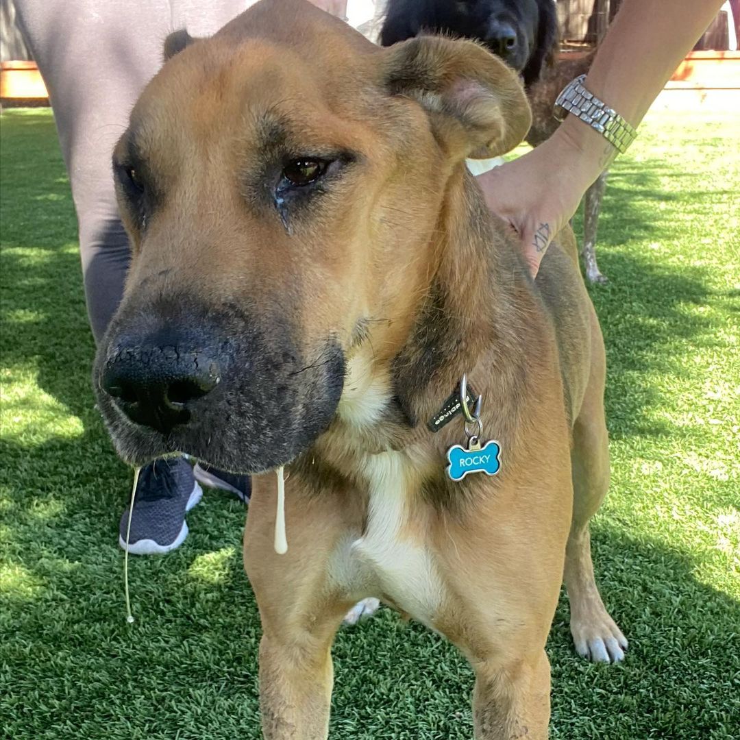 Y’all! How is it that this love bug Angel, posing as a dog, is still looking for his forever human? Literally mind blown 🤯 

He is hands down the sweetest damn pup! 

Friendly reminder, Rocky was saved from the streets of Mexico and is approximately 5 years old.

He is an Ehrlichiosis survivor which is a bacterial disease caused by ticks. 

He has chronic distemper myoclonus, causing constant contractions of the jaw leading to gum recession and bone loss. 

We have seen all the vets and specialist, exhausting all medical options for this boy; unfortunately, Rocky is medically not able to undergo anesthesia for oral surgery or neuter. It could literally kill him.

Rocky is an incredibly happy boy, gets along with all the dogs that he’s previously met, been in foster homes with and is currently with. Most don’t even mind his drool! 😆

We are looking for a long term foster (@realgoodrescue covers all costs) or a forever home for this boy to let him bask outdoors (he’ll spend 12 hours a day in the yard, his terms not ours) and receive all the love that he deserves.

Please share to help Rocky find his human/s.

If you live in the Southern California area and you/ someone you know would like to open your home to this sweet boy, please DM @terahgisolo or @realgoodrescue or email terah@realgood.dog 

Thank you in advance for spreading the good word to help this sweet boy in need.

Thank you to @breeking29 and @thecrateescape_ca for providing a temporary foster home for this nugget!

<a target='_blank' href='https://www.instagram.com/explore/tags/RealGoodRescue/'>#RealGoodRescue</a> <a target='_blank' href='https://www.instagram.com/explore/tags/RealGoodGang/'>#RealGoodGang</a>