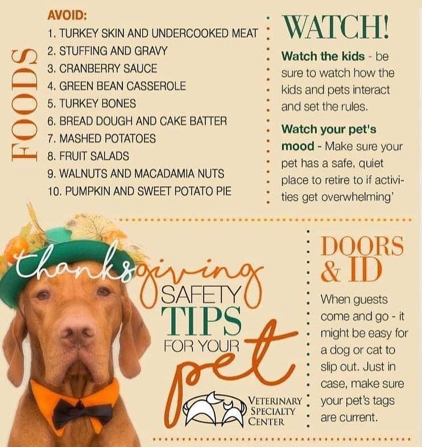 Thanksgiving safety tips for your pet 🧡