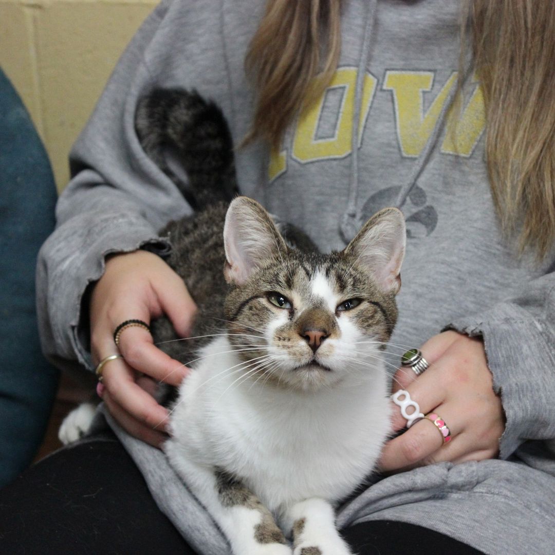 🐾Cat of the Day!🐾
This is Bebe, she is a loving sweet girl, she is social and can be talkative!

💥Save the Date!💥 
Students at Iowa BIG are planning an Adoption event for Sunday, November 28th from 12-4, there will be a bake sale and a basket raffle!