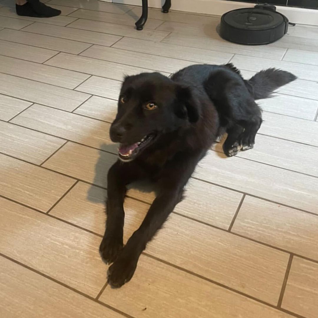 Wow, this boy is a stunner! I don’t know what’s more striking, his golden eyes or that fluffy black fur. Say hello to handsome as heck Hawk! 🖤

Hawk is a very snuggly, loving 3 year old boy who is smaller than he looks at just 37 pounds. He gets along great with other dogs and people and is a little toooo interested in cats so would do best in a feline-free home. He walks well on a leash and loves playtime in the yard or on a hike/walk/run. 🖤

Hawk is a very sweet cuddler and is sure to keep you warm on these cool fall nights. Make him yours today!! 🖤

<a target='_blank' href='https://www.instagram.com/explore/tags/adoptme/'>#adoptme</a> <a target='_blank' href='https://www.instagram.com/explore/tags/handsome/'>#handsome</a> <a target='_blank' href='https://www.instagram.com/explore/tags/stunning/'>#stunning</a> <a target='_blank' href='https://www.instagram.com/explore/tags/rescuedog/'>#rescuedog</a> <a target='_blank' href='https://www.instagram.com/explore/tags/blackdogsrock/'>#blackdogsrock</a> <a target='_blank' href='https://www.instagram.com/explore/tags/dogsofstl/'>#dogsofstl</a> <a target='_blank' href='https://www.instagram.com/explore/tags/dogsofstlouis/'>#dogsofstlouis</a> <a target='_blank' href='https://www.instagram.com/explore/tags/thoseeyes/'>#thoseeyes</a> <a target='_blank' href='https://www.instagram.com/explore/tags/familydog/'>#familydog</a> <a target='_blank' href='https://www.instagram.com/explore/tags/mediumdog/'>#mediumdog</a> <a target='_blank' href='https://www.instagram.com/explore/tags/goodboy/'>#goodboy</a> <a target='_blank' href='https://www.instagram.com/explore/tags/cuddler/'>#cuddler</a> <a target='_blank' href='https://www.instagram.com/explore/tags/fluffy/'>#fluffy</a> <a target='_blank' href='https://www.instagram.com/explore/tags/homefortheholidays/'>#homefortheholidays</a>