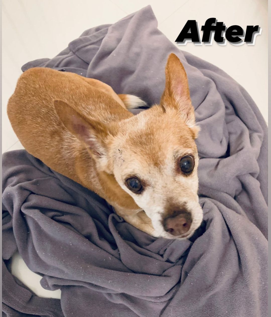 GOOD NEWS 🎉

Our seniors, Peluza and Snickers, are doing well. ❤️ They have both been eating and are in great spirits .💕

Snickers’ non-malignant tumor was removed from his forehead and the fatty growth from his chest was also removed. 🙏🏻 If you thought he was handsome before, wait til you see him now! 😍What a beautiful boy we have here! 👏

Peluza is back to her usual self, tattling on all her ResQue brothers and sisters 🐶and reporting when anyone even moves. 🤣 She is also doing her regular rounds 🐾of the kitchen and dining room, in case any human want to give her a bite 🥪🍔🥗🥙of what they’re eating (they usually do 😂). 

As always, we thank you so much 🙏🏻for helping us help these two seniors get the help they need❤️. Because of you, they are happy and healthy 💕 

<a target='_blank' href='https://www.instagram.com/explore/tags/thankyou/'>#thankyou</a> <a target='_blank' href='https://www.instagram.com/explore/tags/rescuedogs/'>#rescuedogs</a> <a target='_blank' href='https://www.instagram.com/explore/tags/seniordogs/'>#seniordogs</a> <a target='_blank' href='https://www.instagram.com/explore/tags/happyandhealthy/'>#happyandhealthy</a> <a target='_blank' href='https://www.instagram.com/explore/tags/doglove/'>#doglove</a> <a target='_blank' href='https://www.instagram.com/explore/tags/lovemydog/'>#lovemydog</a> <a target='_blank' href='https://www.instagram.com/explore/tags/whorescuedwho/'>#whorescuedwho</a> <a target='_blank' href='https://www.instagram.com/explore/tags/rescuedogsofinstagram/'>#rescuedogsofinstagram</a>