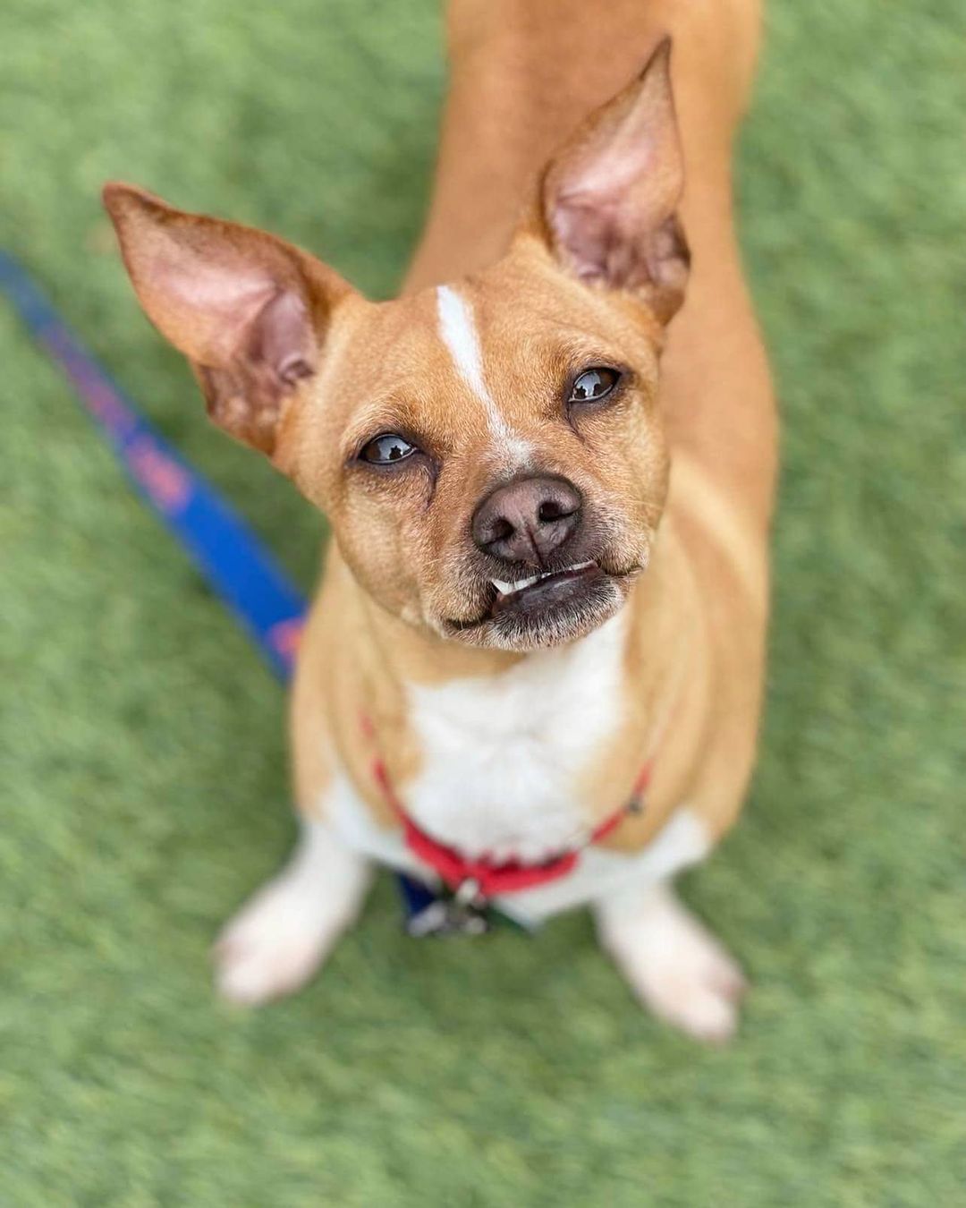 Mr Wrinkles has been waiting patiently for a long time to find his forever home. His bags are packed and he's ready to go! 

Find out more at gobeyondrescue.org