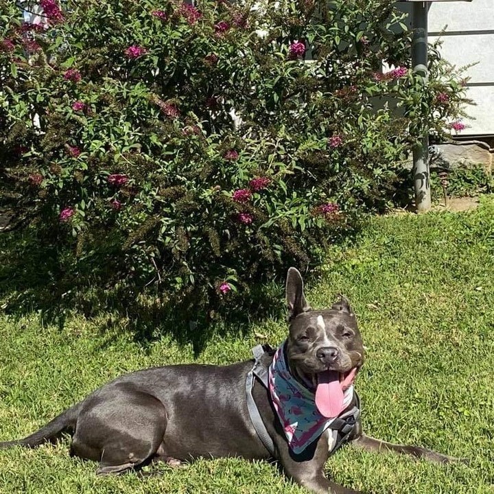 Zena participates in our rent-a-dog program and was on a recent outing and was a delight to have out for the day. 