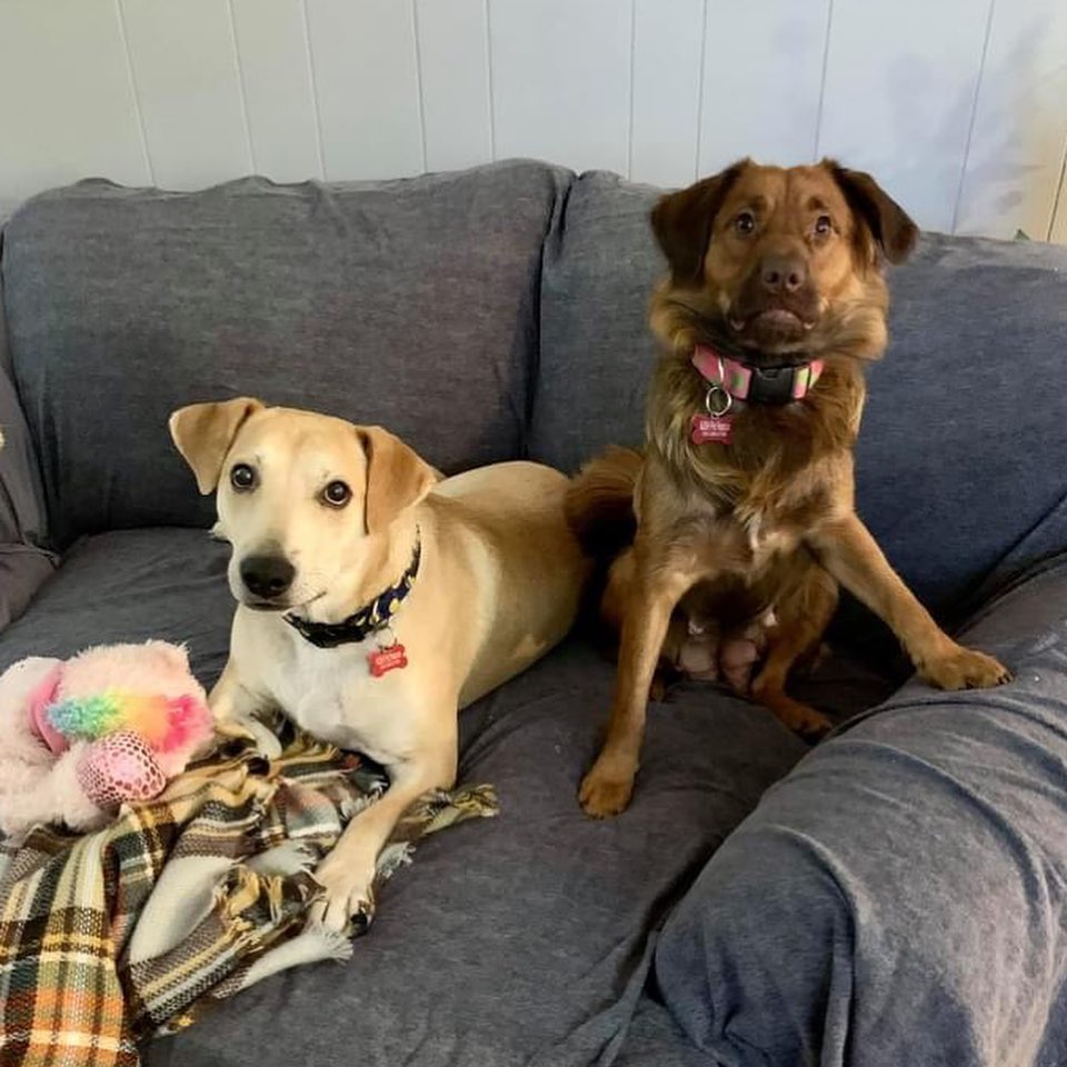 Good morning from Christina and Skittles!!! The love they have for each other is so much fun to watch!! Please consider adding not 1 dog but 2 into your family !! 
.
.
.

<a target='_blank' href='https://www.instagram.com/explore/tags/adoptabledogsofnj/'>#adoptabledogsofnj</a> <a target='_blank' href='https://www.instagram.com/explore/tags/fureverhome/'>#fureverhome</a> <a target='_blank' href='https://www.instagram.com/explore/tags/morriscountynj/'>#morriscountynj</a> <a target='_blank' href='https://www.instagram.com/explore/tags/fosterdogsofinstagram/'>#fosterdogsofinstagram</a> <a target='_blank' href='https://www.instagram.com/explore/tags/rescuedogsofinstagram/'>#rescuedogsofinstagram</a> <a target='_blank' href='https://www.instagram.com/explore/tags/rescuedogsofnj/'>#rescuedogsofnj</a> <a target='_blank' href='https://www.instagram.com/explore/tags/dogsofnj/'>#dogsofnj</a> <a target='_blank' href='https://www.instagram.com/explore/tags/adoptdontshop/'>#adoptdontshop</a> <a target='_blank' href='https://www.instagram.com/explore/tags/adopt/'>#adopt</a> <a target='_blank' href='https://www.instagram.com/explore/tags/savethemall/'>#savethemall</a> <a target='_blank' href='https://www.instagram.com/explore/tags/newjerseydogs/'>#newjerseydogs</a> <a target='_blank' href='https://www.instagram.com/explore/tags/adoptionrocks/'>#adoptionrocks</a> <a target='_blank' href='https://www.instagram.com/explore/tags/instarescue/'>#instarescue</a> <a target='_blank' href='https://www.instagram.com/explore/tags/instaadopt/'>#instaadopt</a> <a target='_blank' href='https://www.instagram.com/explore/tags/fosterfamily/'>#fosterfamily</a> <a target='_blank' href='https://www.instagram.com/explore/tags/rescueismyfavoritebreed/'>#rescueismyfavoritebreed</a> <a target='_blank' href='https://www.instagram.com/explore/tags/newlife/'>#newlife</a> <a target='_blank' href='https://www.instagram.com/explore/tags/allbreedswithallneeds/'>#allbreedswithallneeds</a> <a target='_blank' href='https://www.instagram.com/explore/tags/njshpetrescue/'>#njshpetrescue</a> <a target='_blank' href='https://www.instagram.com/explore/tags/fosteringsaveslives/'>#fosteringsaveslives</a> <a target='_blank' href='https://www.instagram.com/explore/tags/adoptme/'>#adoptme</a>