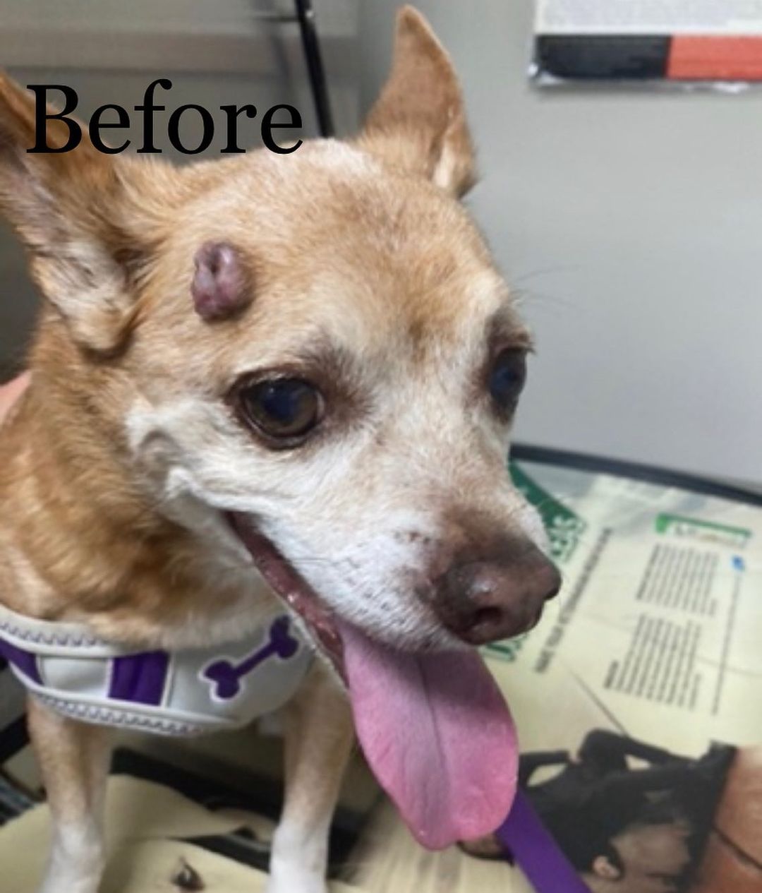 GOOD NEWS 🎉

Our seniors, Peluza and Snickers, are doing well. ❤️ They have both been eating and are in great spirits .💕

Snickers’ non-malignant tumor was removed from his forehead and the fatty growth from his chest was also removed. 🙏🏻 If you thought he was handsome before, wait til you see him now! 😍What a beautiful boy we have here! 👏

Peluza is back to her usual self, tattling on all her ResQue brothers and sisters 🐶and reporting when anyone even moves. 🤣 She is also doing her regular rounds 🐾of the kitchen and dining room, in case any human want to give her a bite 🥪🍔🥗🥙of what they’re eating (they usually do 😂). 

As always, we thank you so much 🙏🏻for helping us help these two seniors get the help they need❤️. Because of you, they are happy and healthy 💕 

<a target='_blank' href='https://www.instagram.com/explore/tags/thankyou/'>#thankyou</a> <a target='_blank' href='https://www.instagram.com/explore/tags/rescuedogs/'>#rescuedogs</a> <a target='_blank' href='https://www.instagram.com/explore/tags/seniordogs/'>#seniordogs</a> <a target='_blank' href='https://www.instagram.com/explore/tags/happyandhealthy/'>#happyandhealthy</a> <a target='_blank' href='https://www.instagram.com/explore/tags/doglove/'>#doglove</a> <a target='_blank' href='https://www.instagram.com/explore/tags/lovemydog/'>#lovemydog</a> <a target='_blank' href='https://www.instagram.com/explore/tags/whorescuedwho/'>#whorescuedwho</a> <a target='_blank' href='https://www.instagram.com/explore/tags/rescuedogsofinstagram/'>#rescuedogsofinstagram</a>